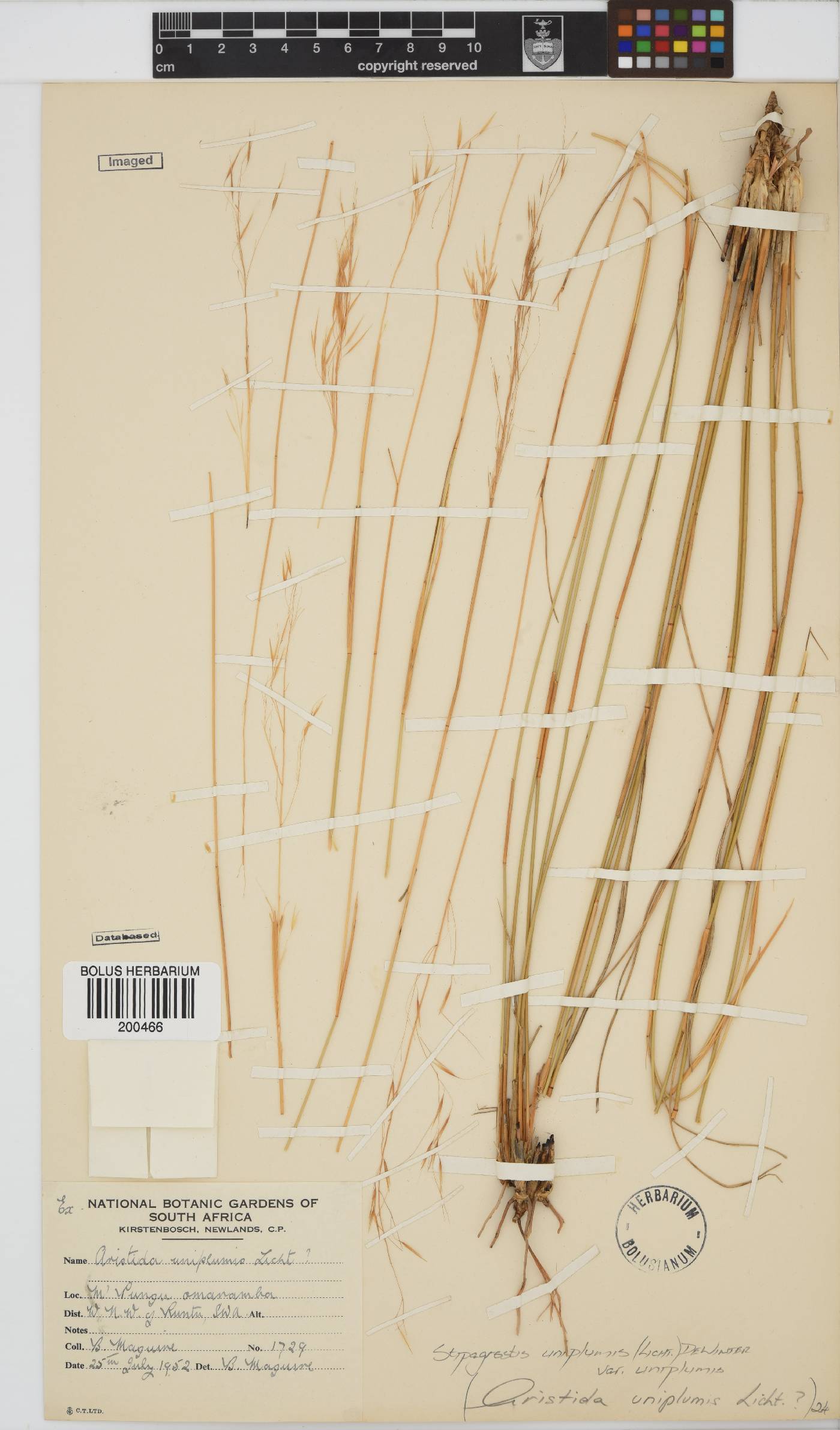 Stipagrostis uniplumis var. uniplumis image