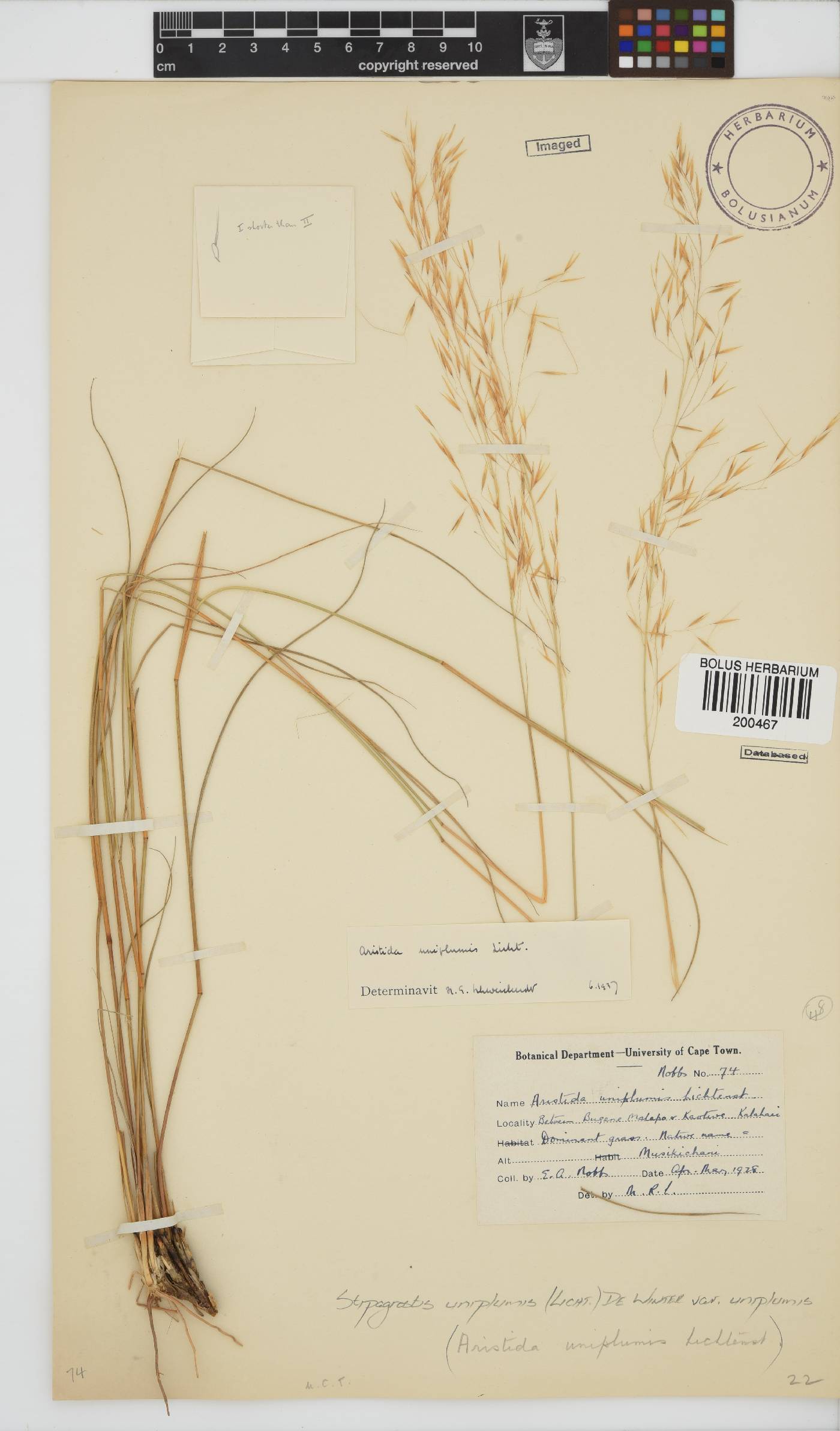 Stipagrostis uniplumis image