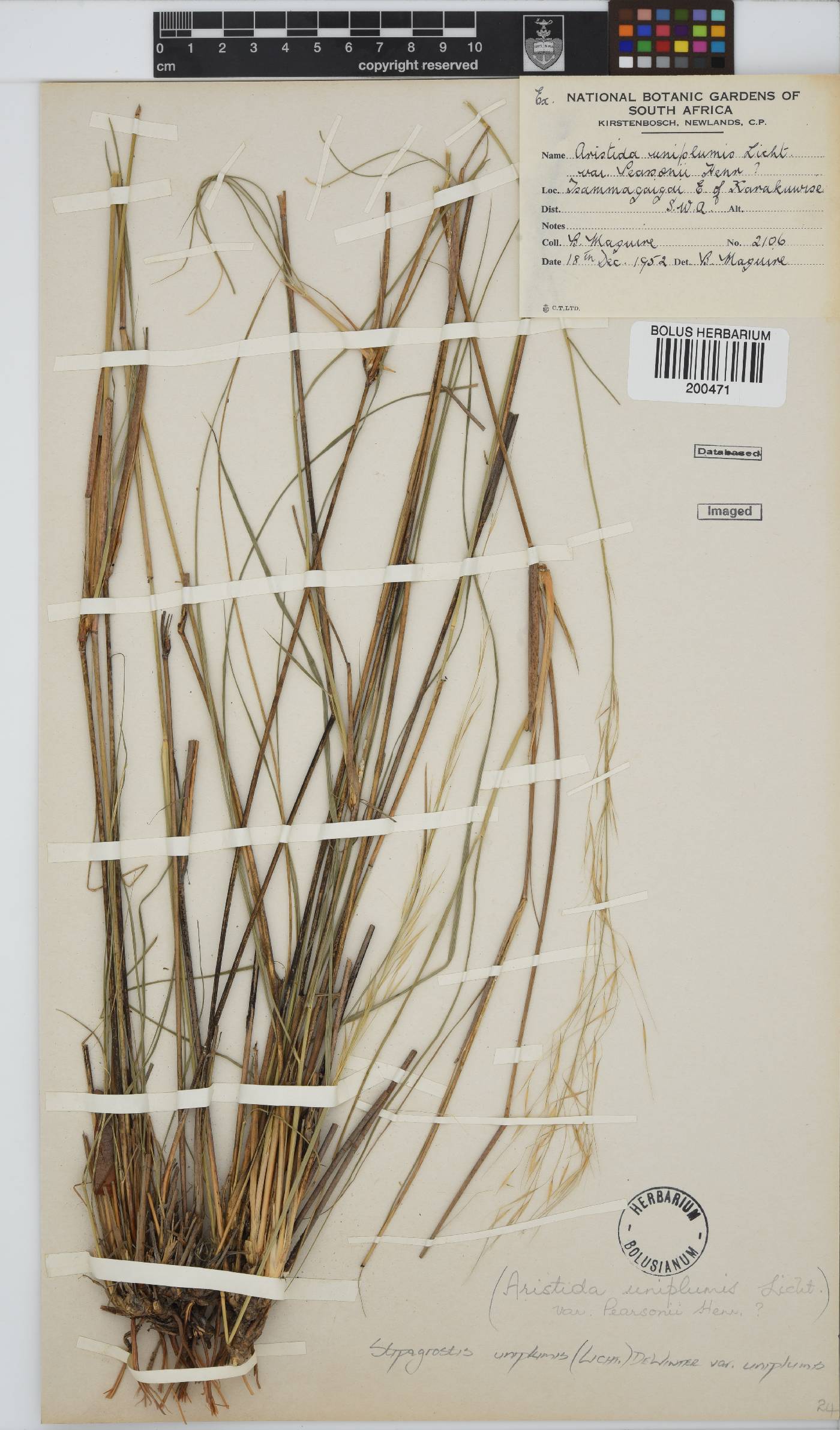 Stipagrostis uniplumis var. uniplumis image