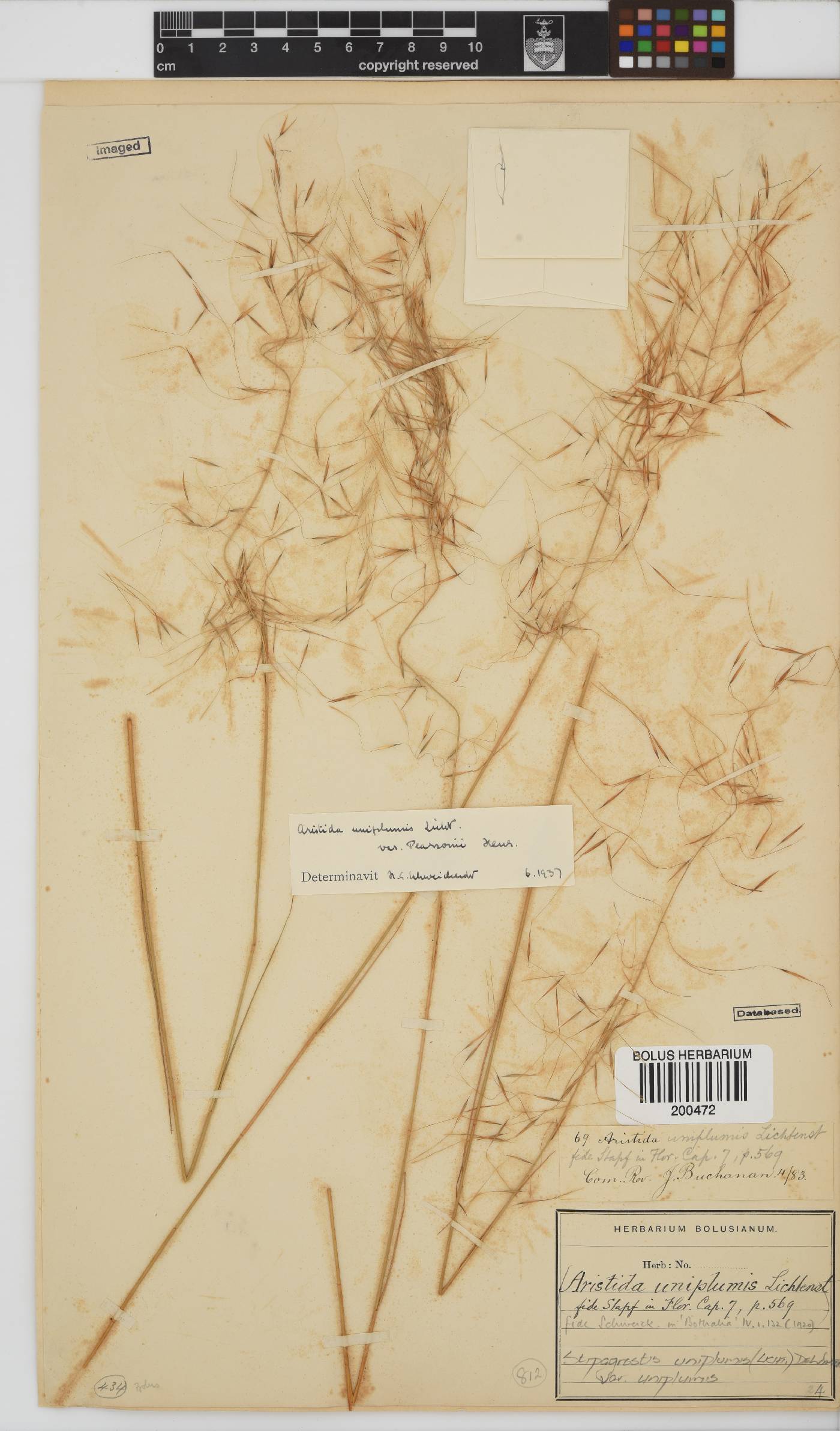 Stipagrostis uniplumis image