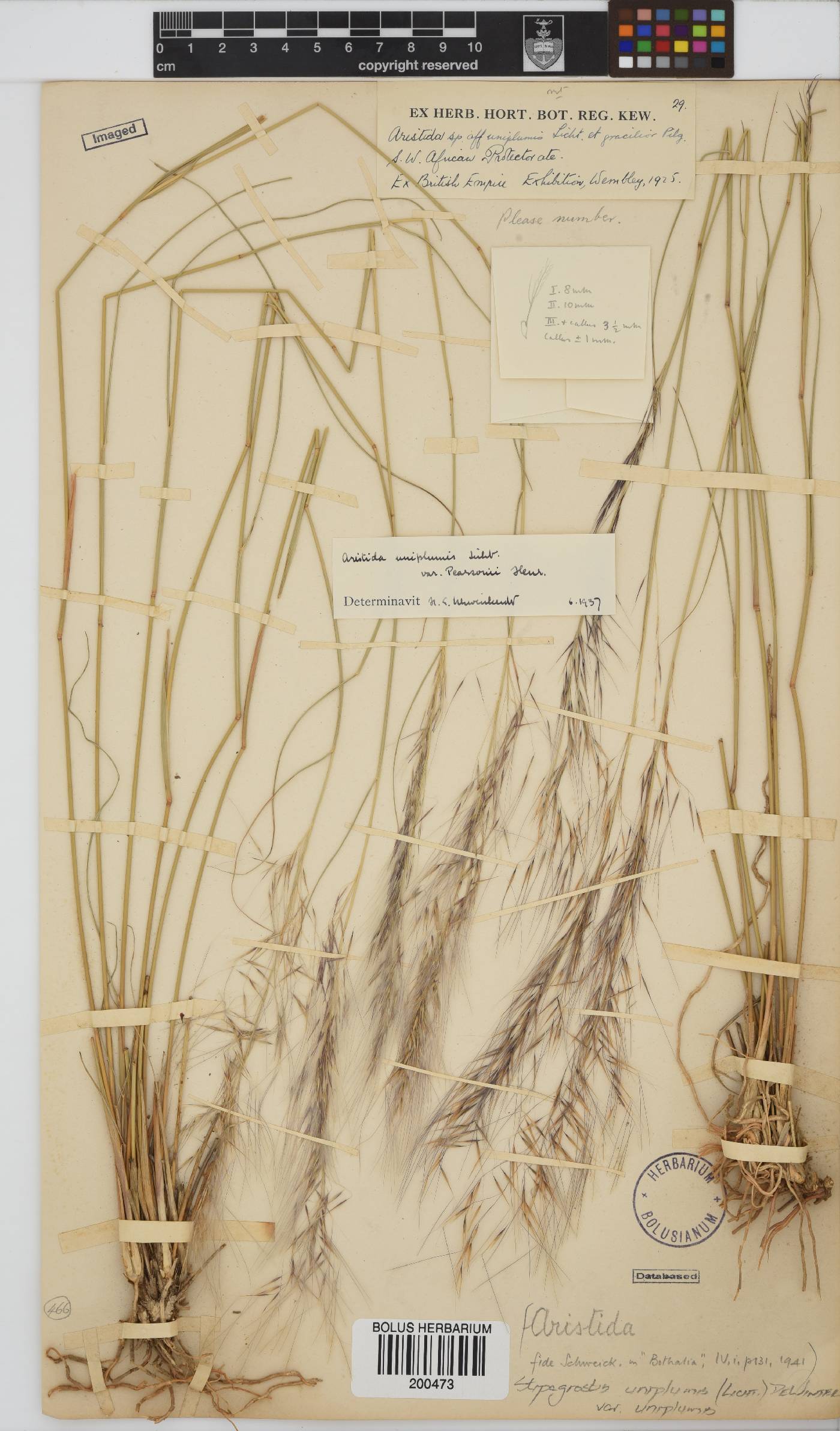 Stipagrostis uniplumis image