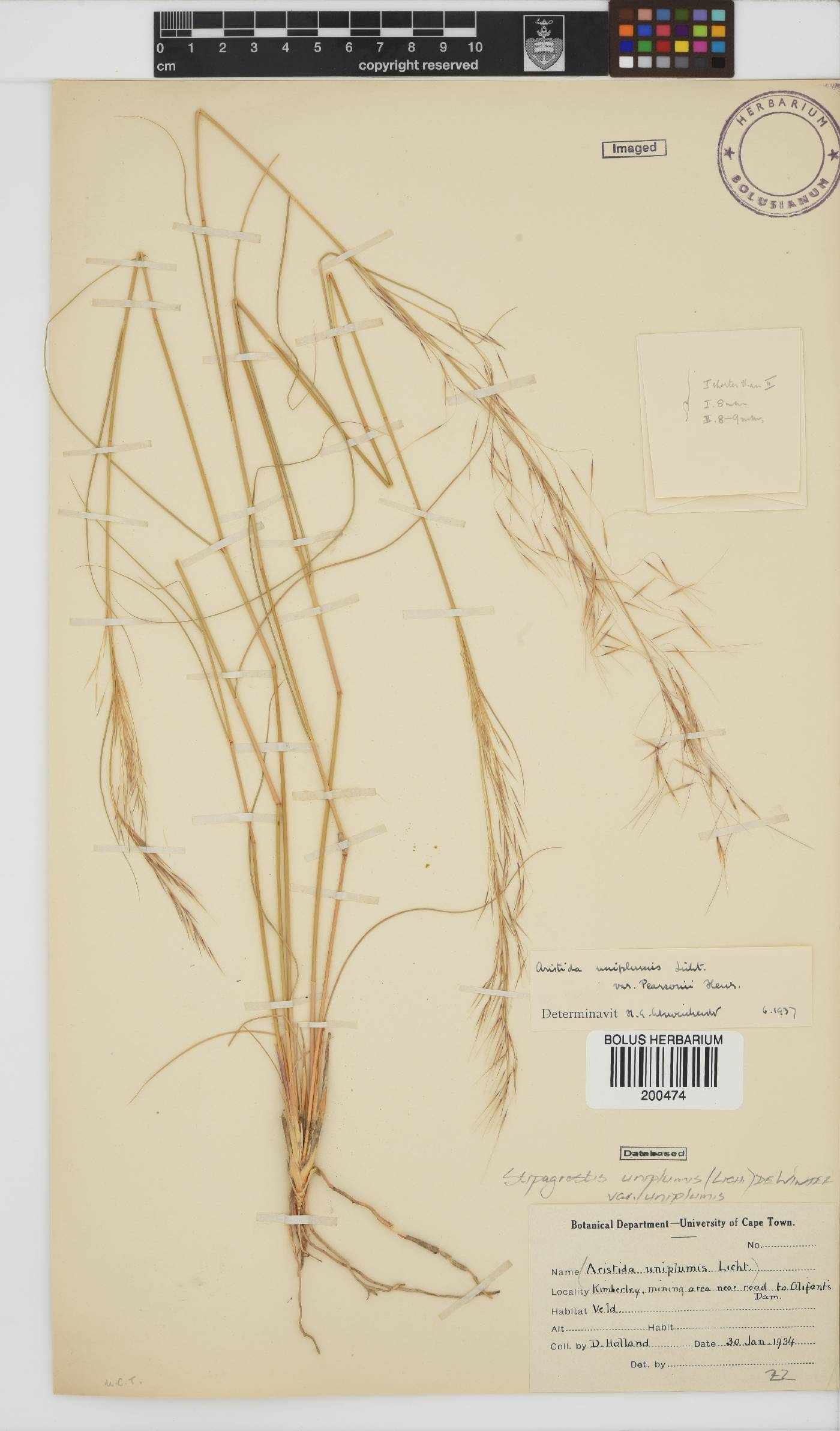 Stipagrostis uniplumis var. uniplumis image