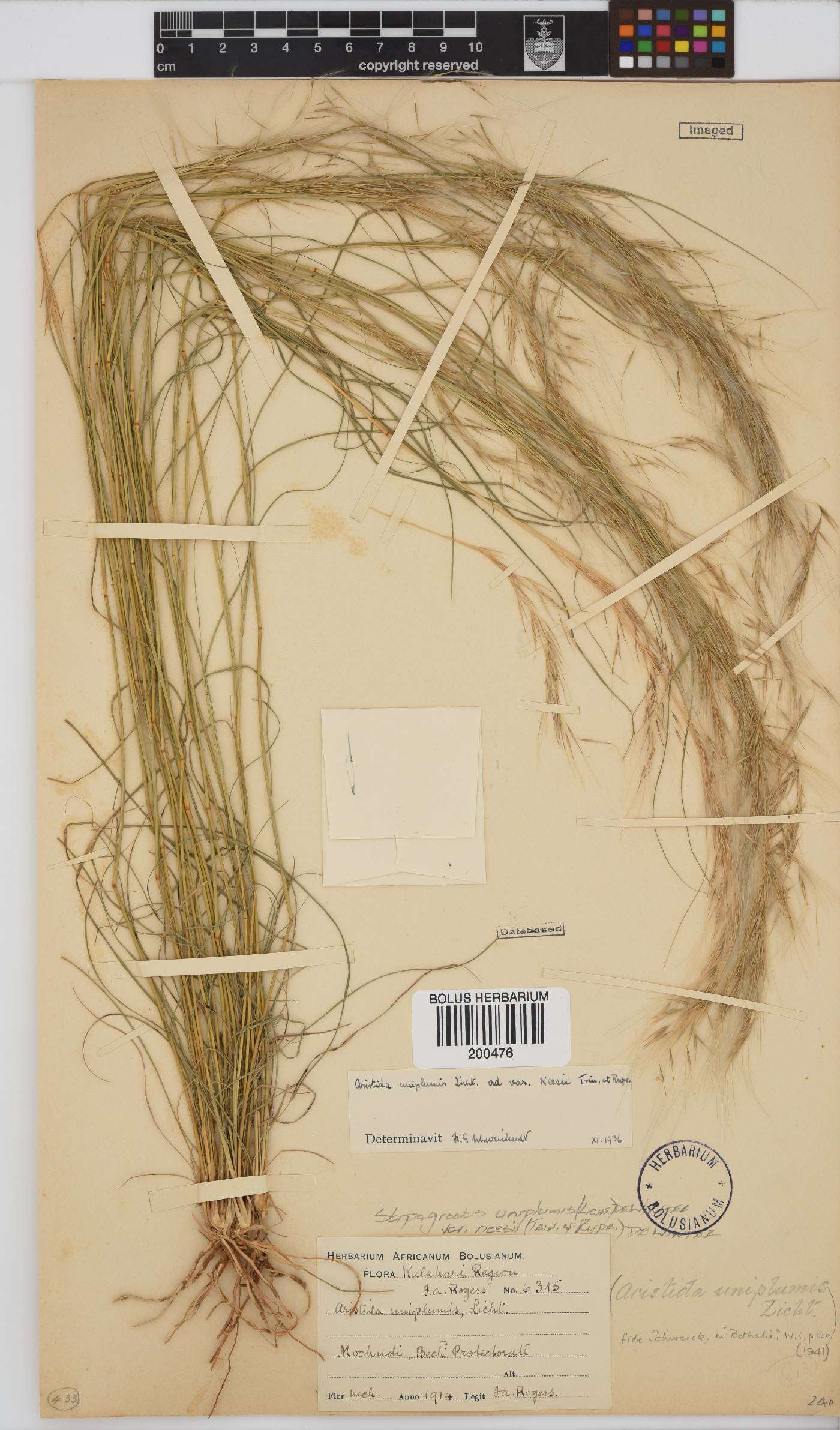 Stipagrostis uniplumis var. neesii image