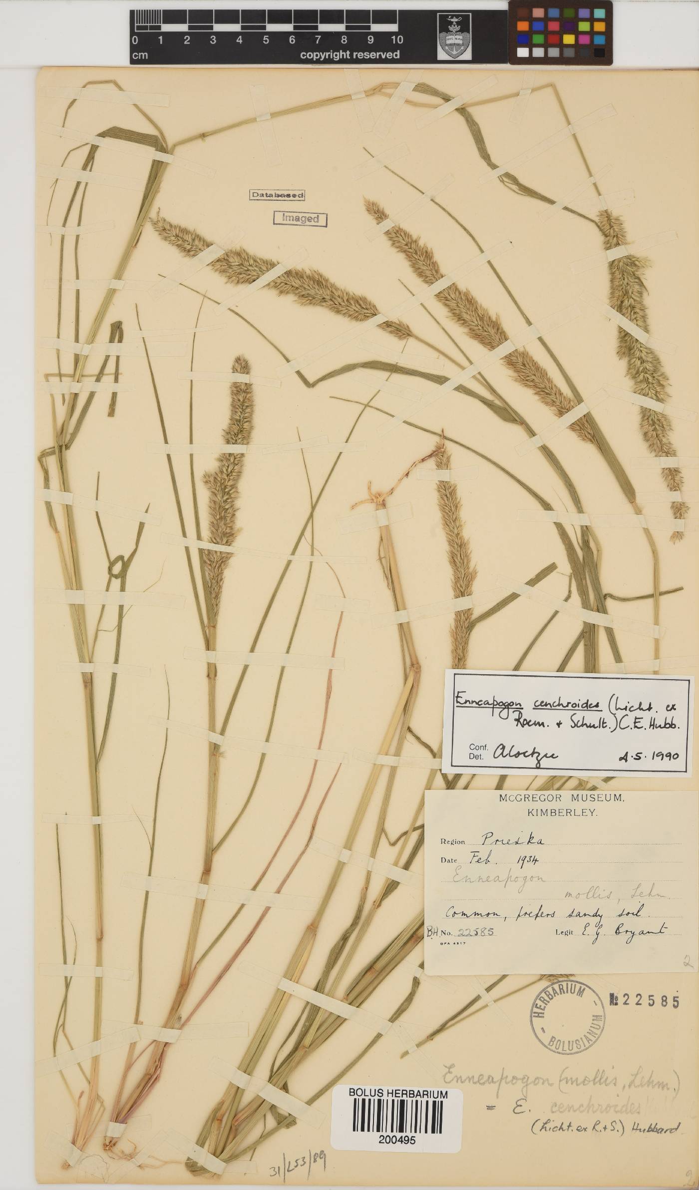 Enneapogon cenchroides image