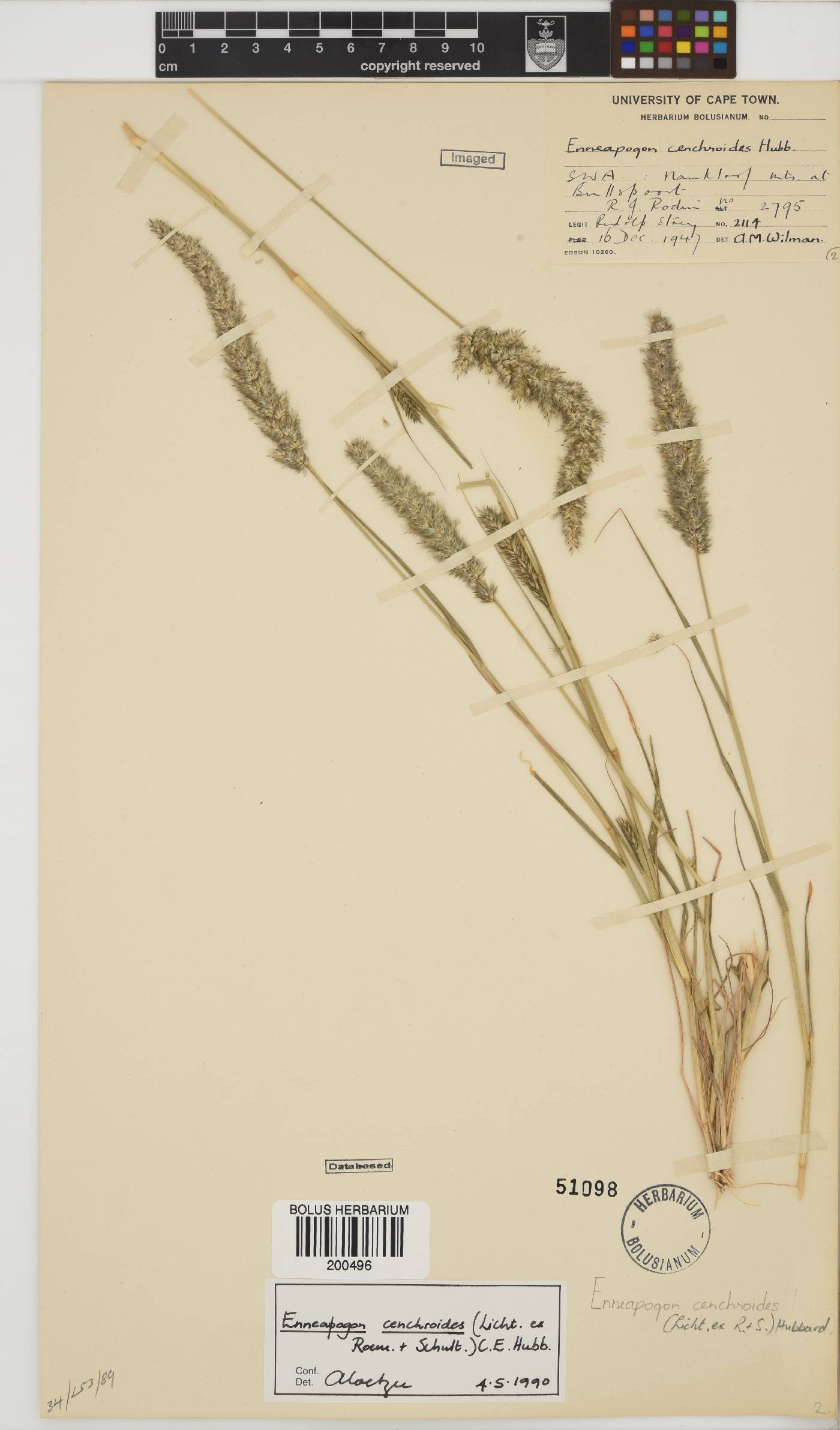 Enneapogon cenchroides image