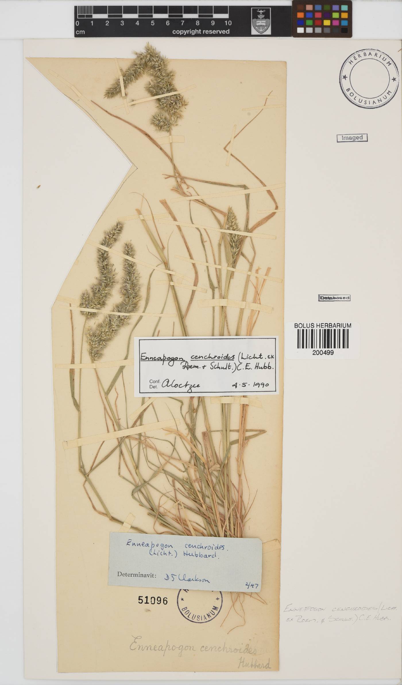 Enneapogon cenchroides image