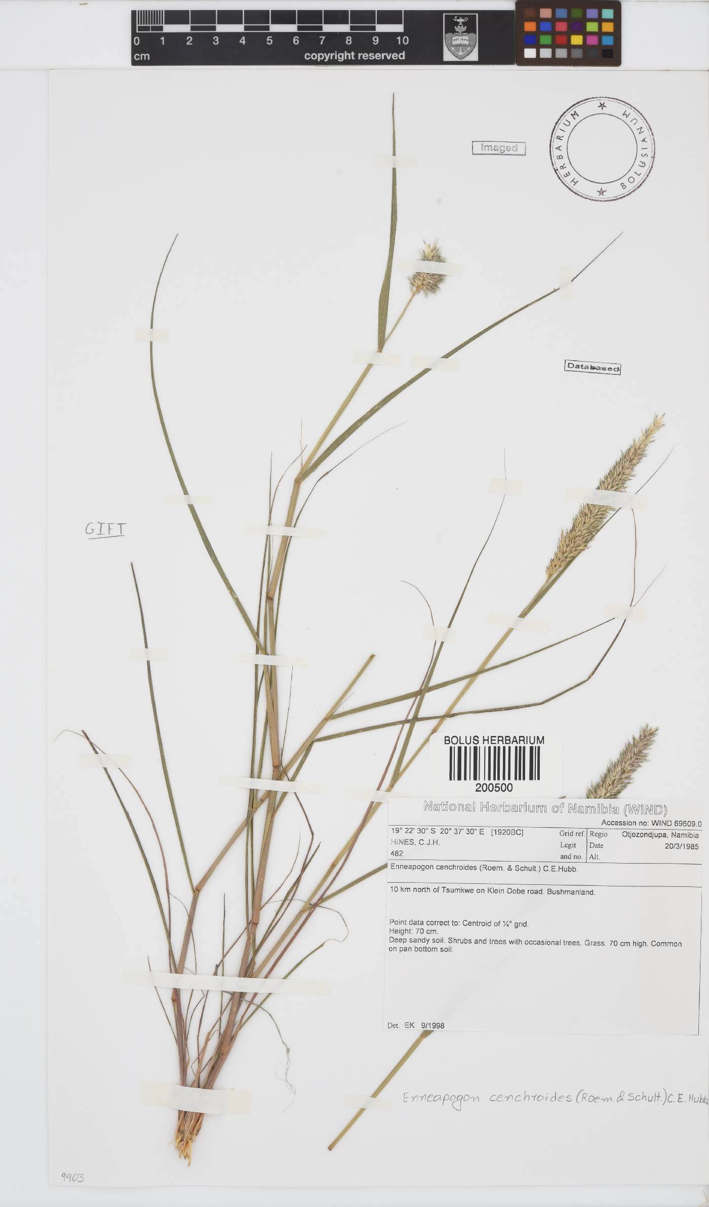 Enneapogon cenchroides image