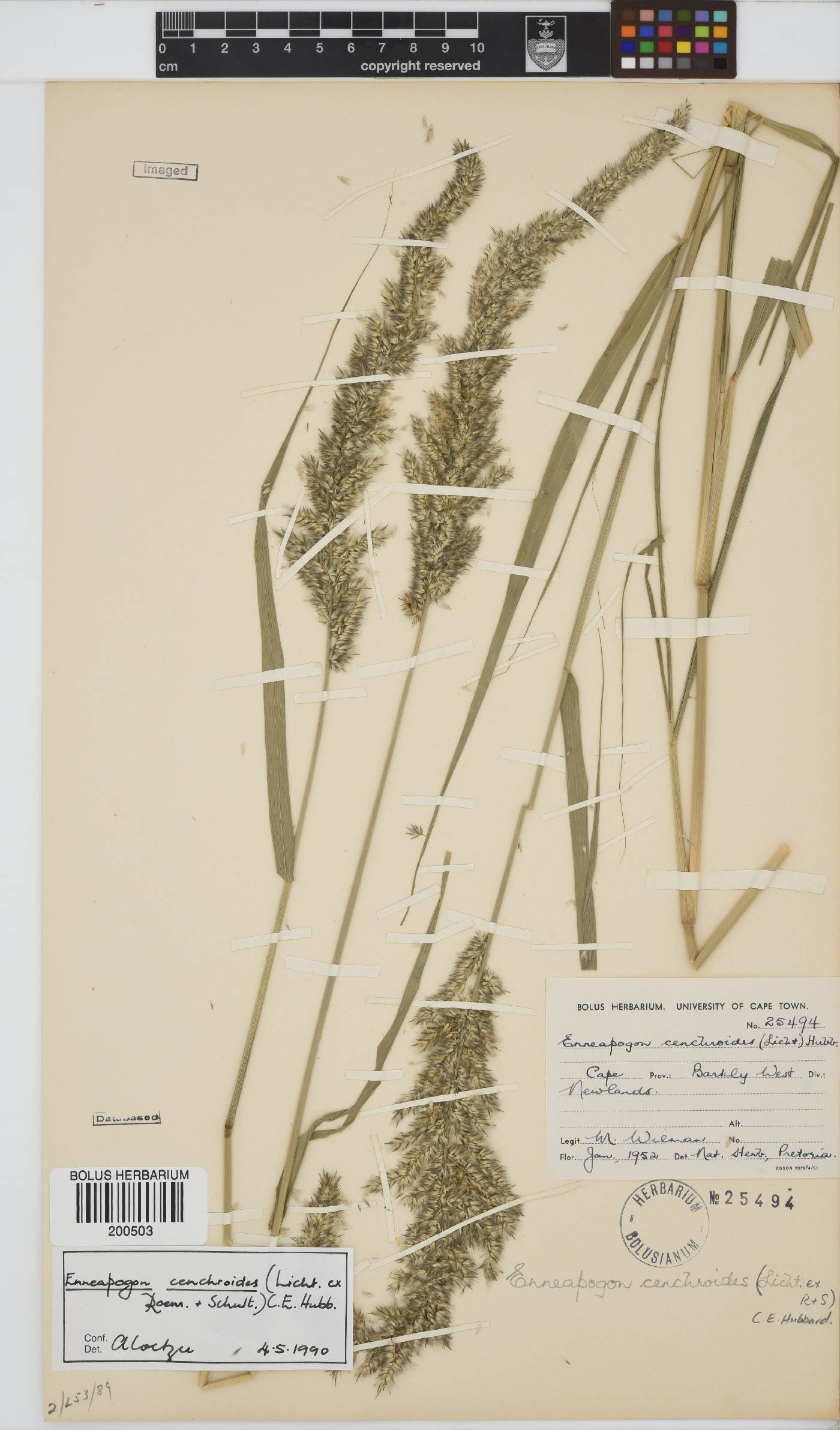 Enneapogon cenchroides image