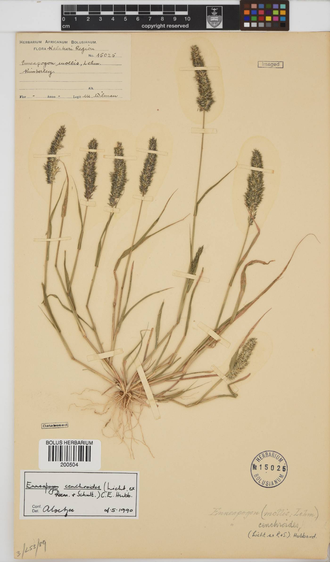Enneapogon cenchroides image