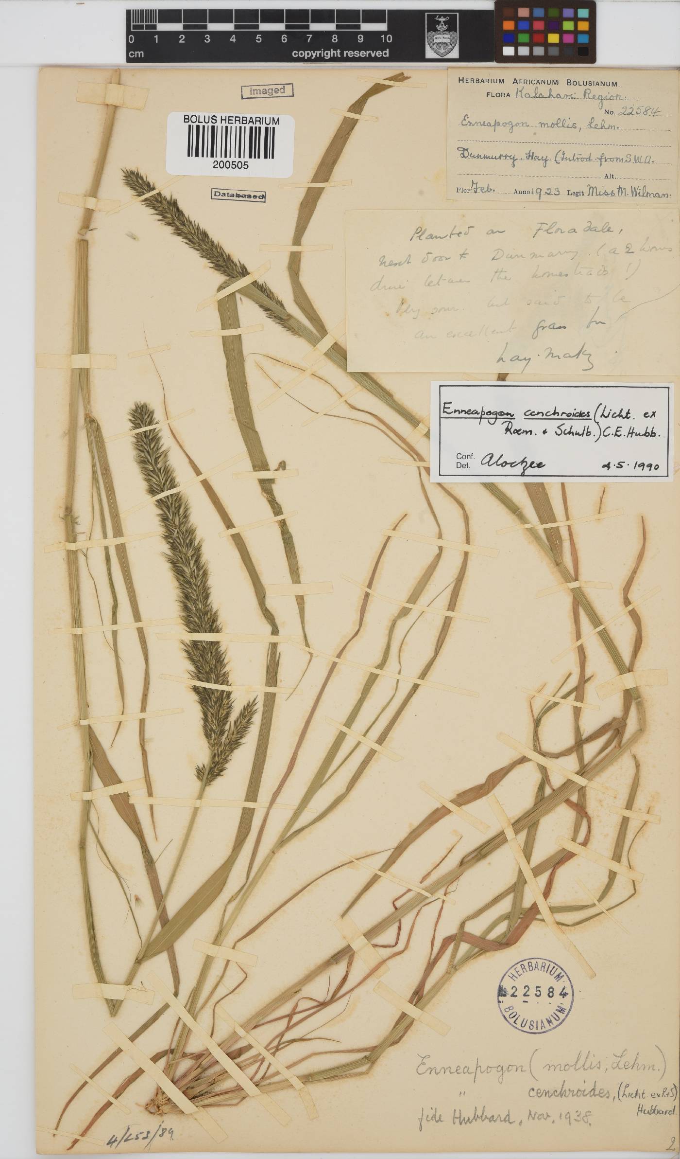Enneapogon cenchroides image