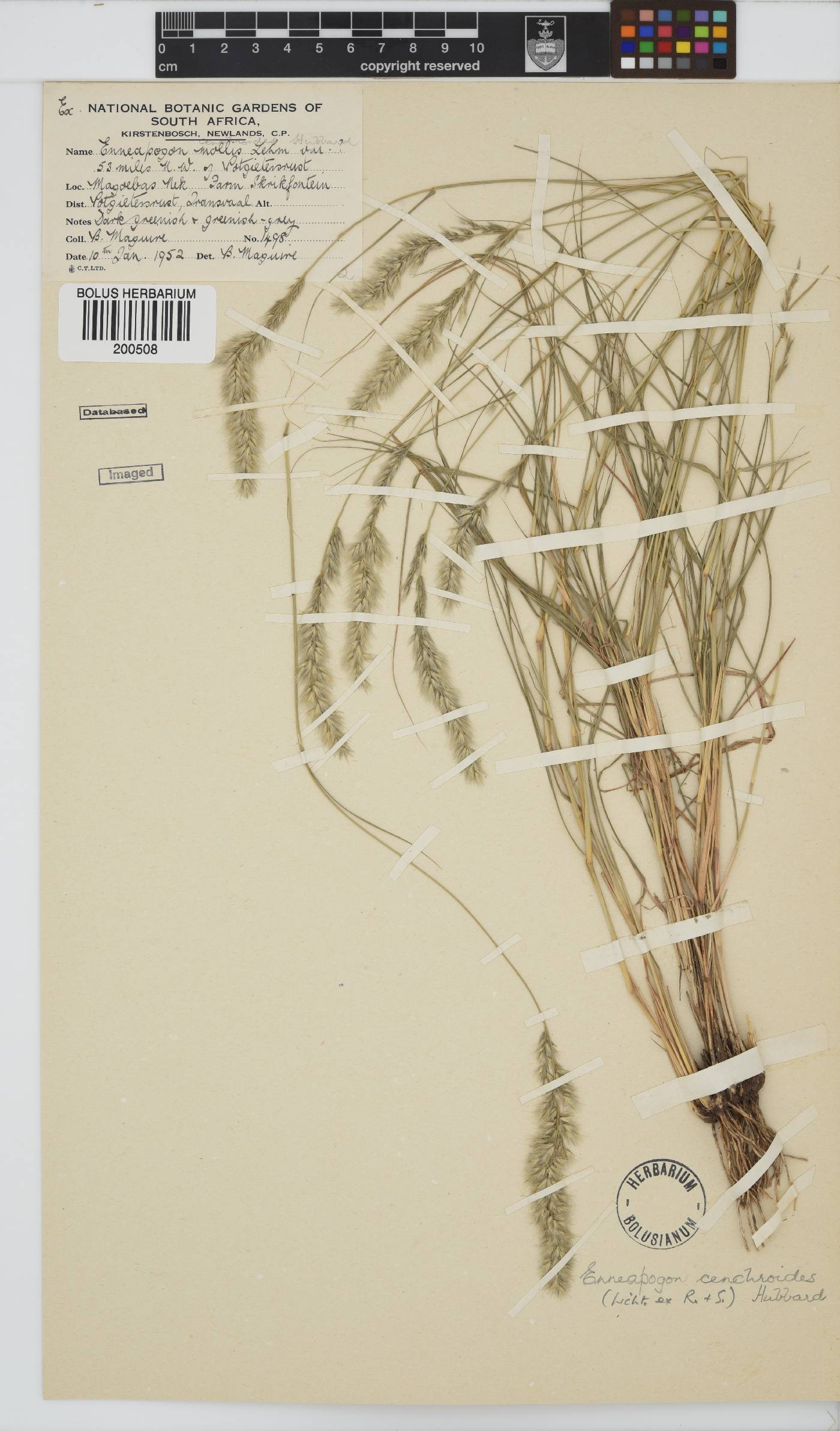 Enneapogon cenchroides image