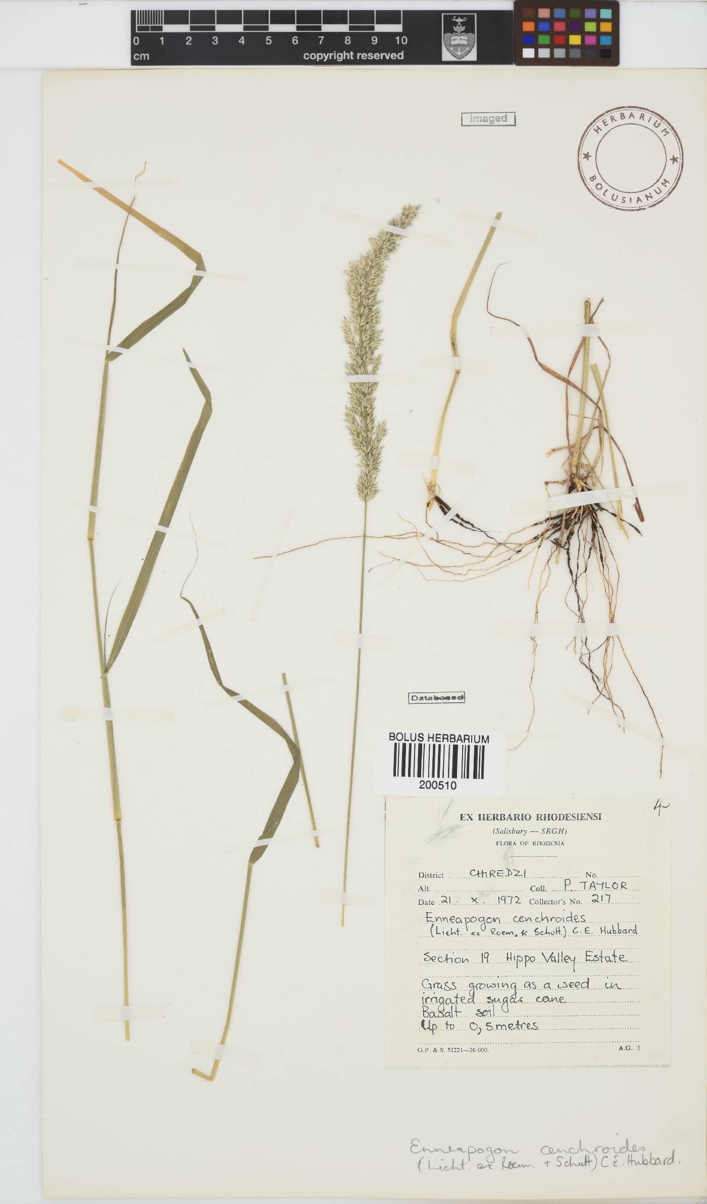 Enneapogon cenchroides image