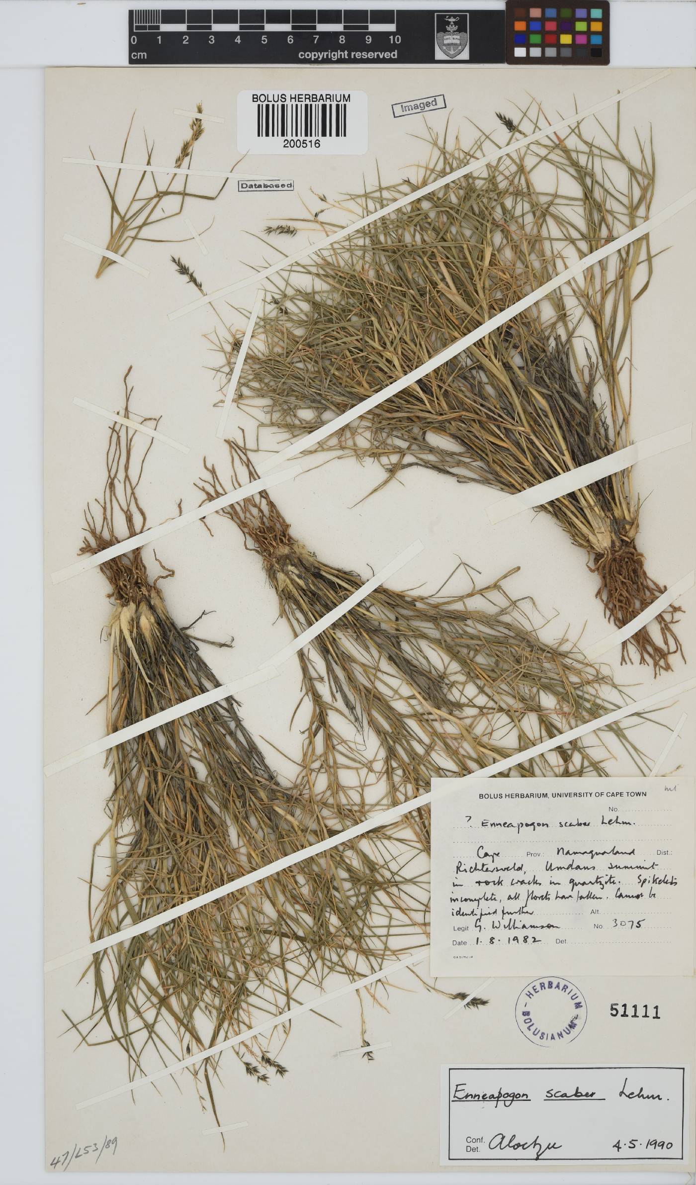 Enneapogon image