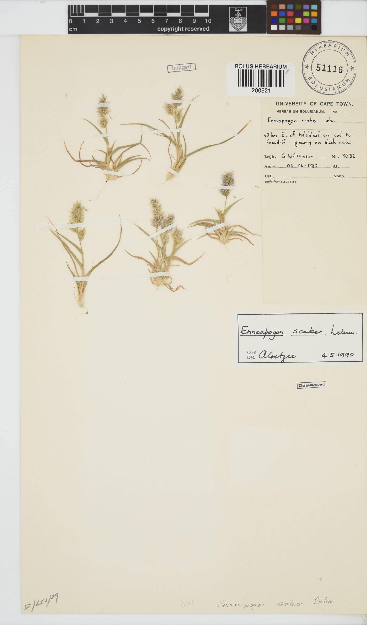 Enneapogon image