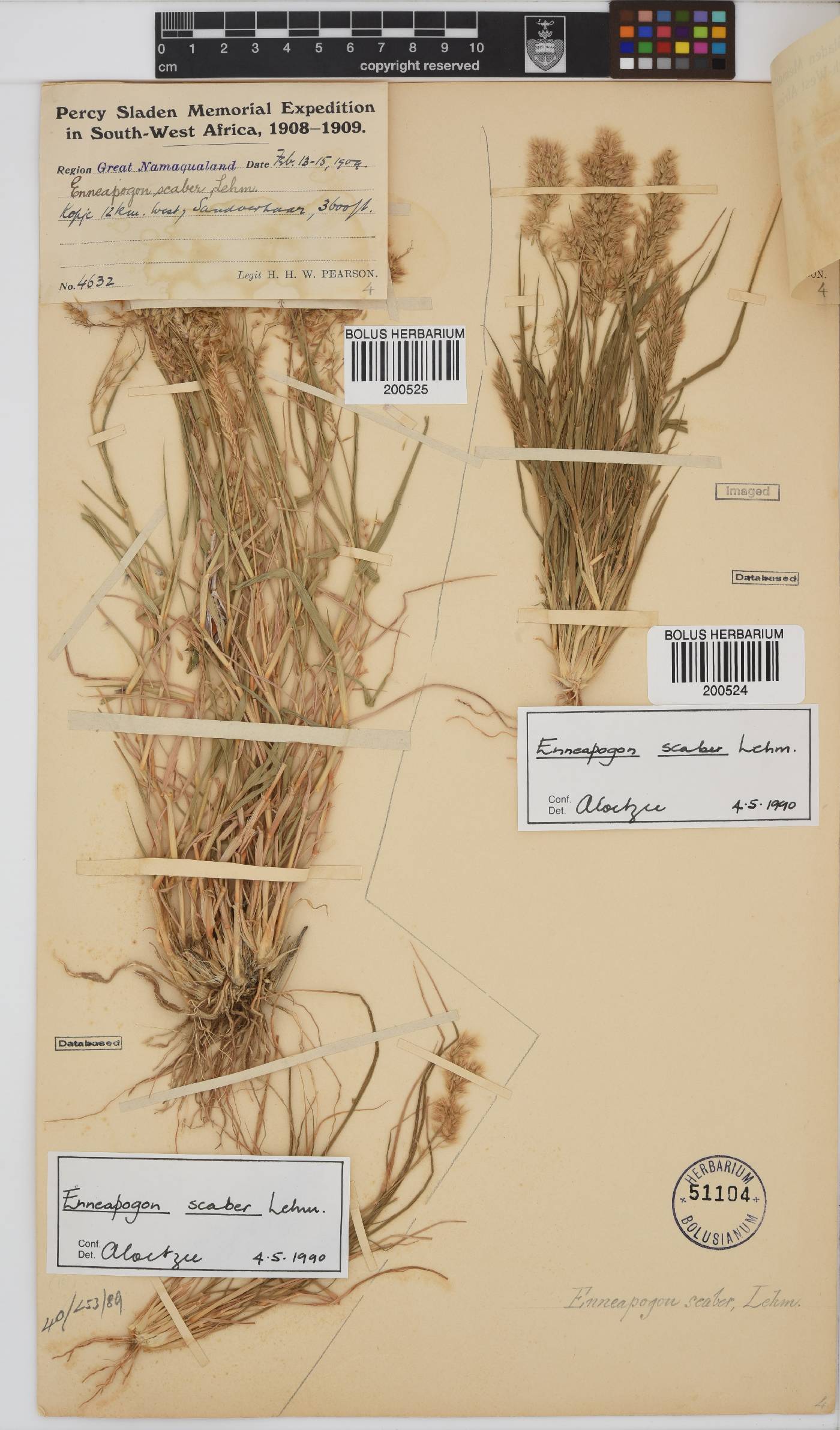 Enneapogon scaber image