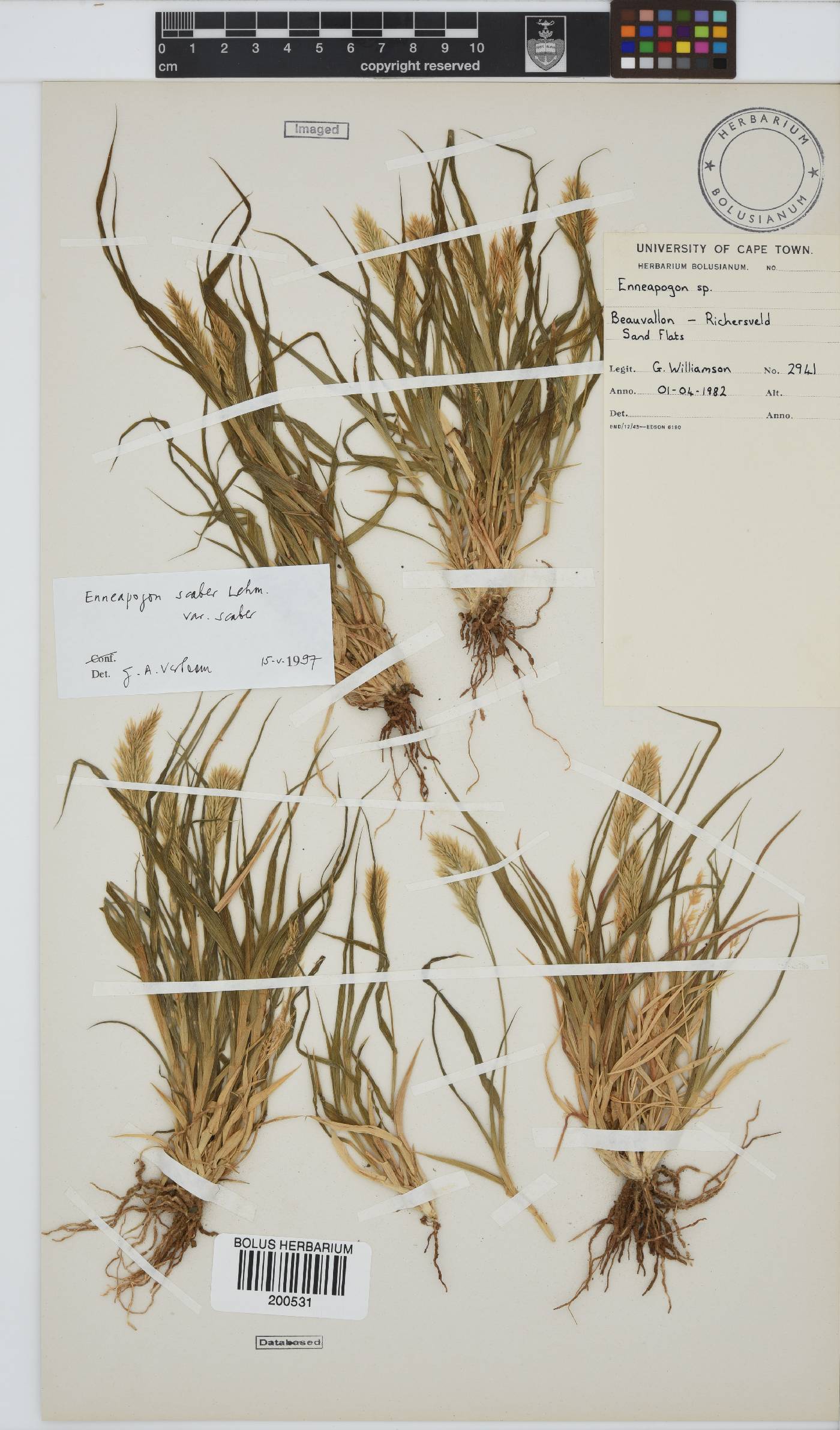 Enneapogon scaber var. scaber image