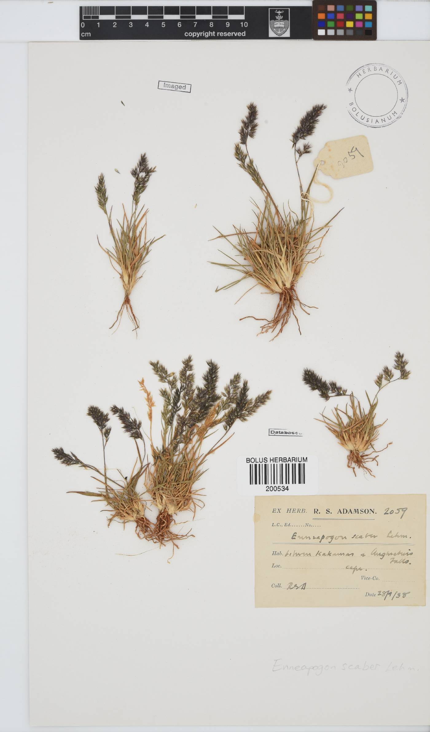 Enneapogon scaber image