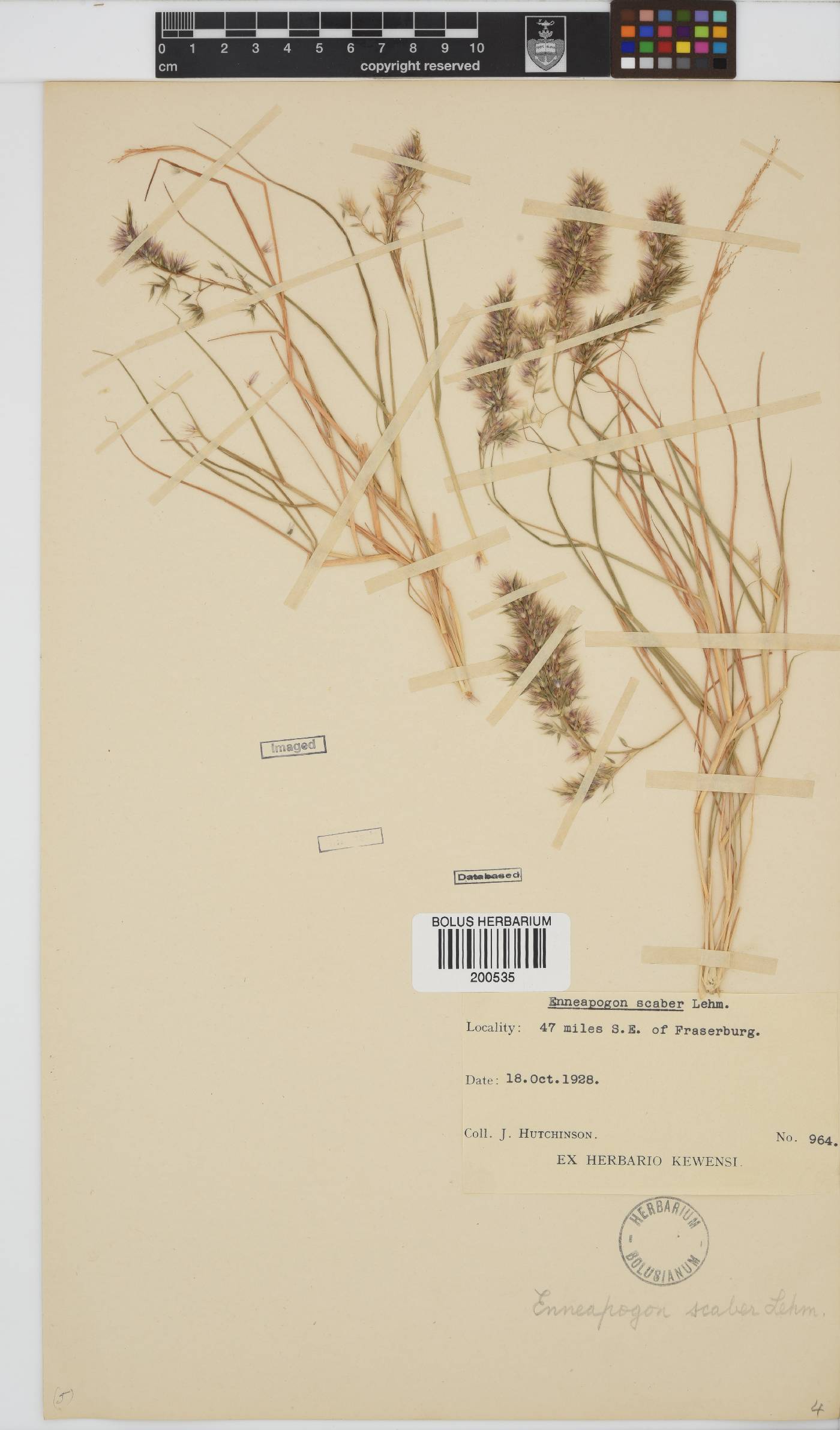 Enneapogon scaber image