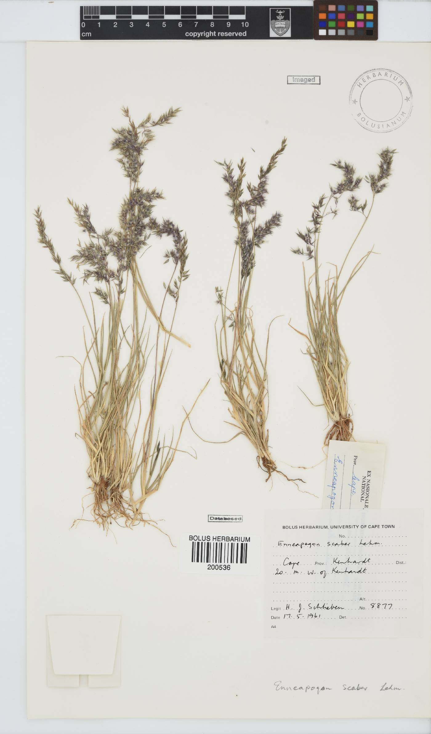Enneapogon scaber image