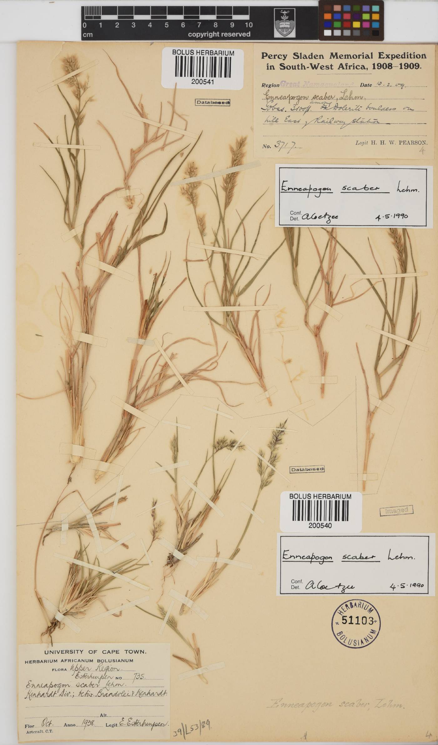Enneapogon scaber image
