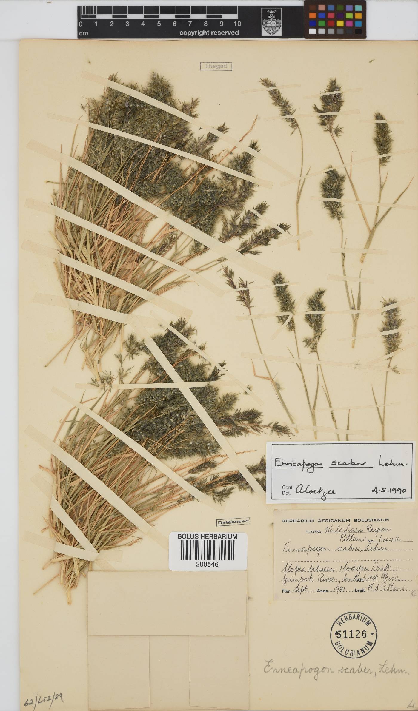 Enneapogon scaber image