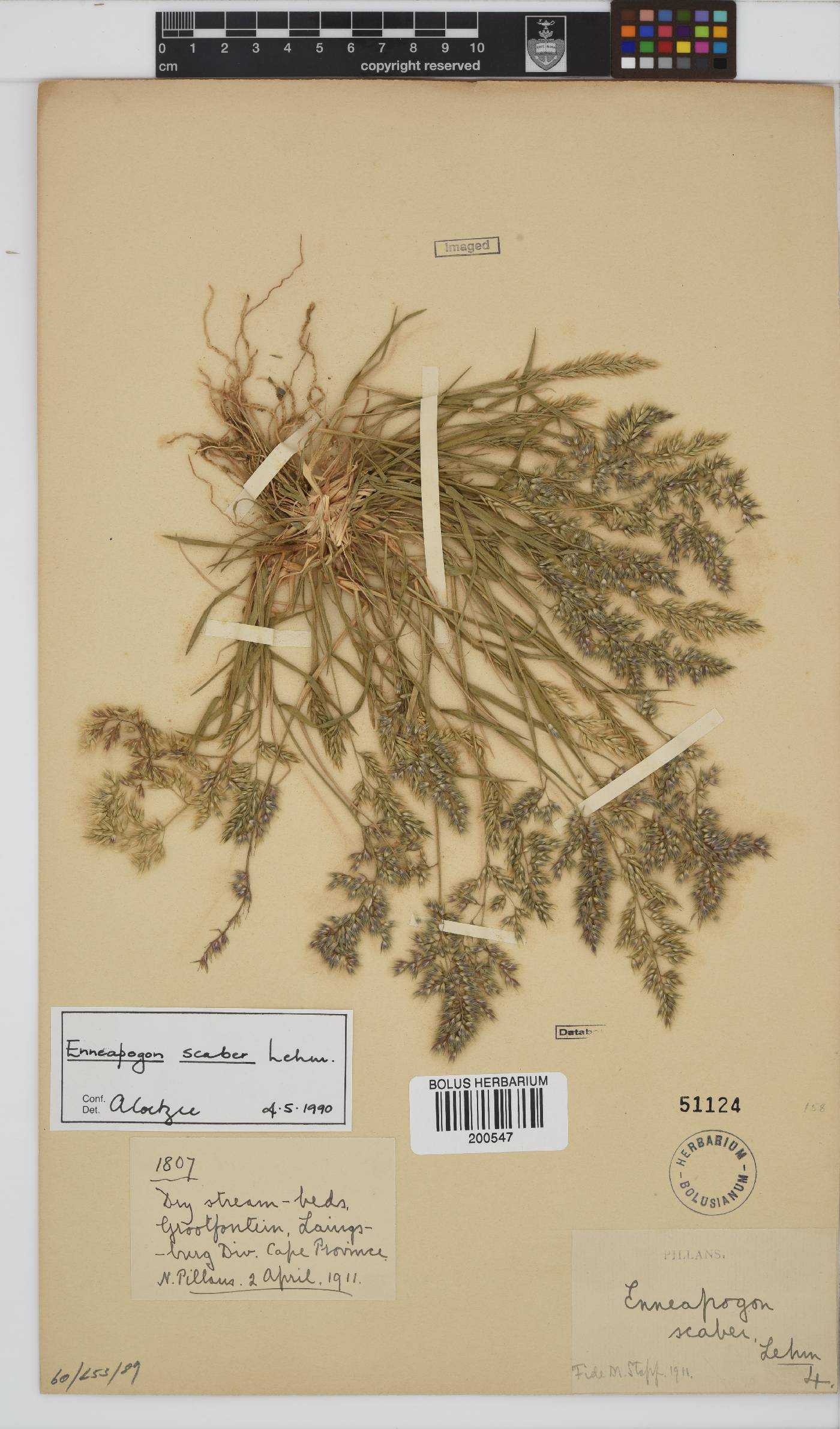 Enneapogon scaber image