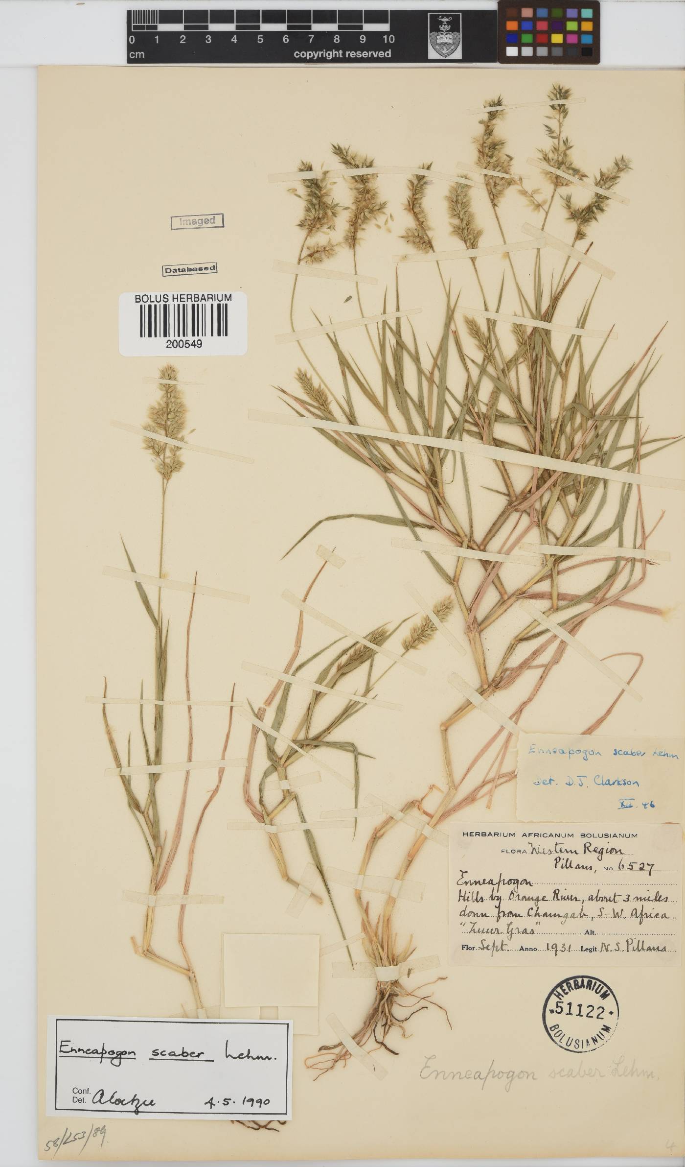 Enneapogon image