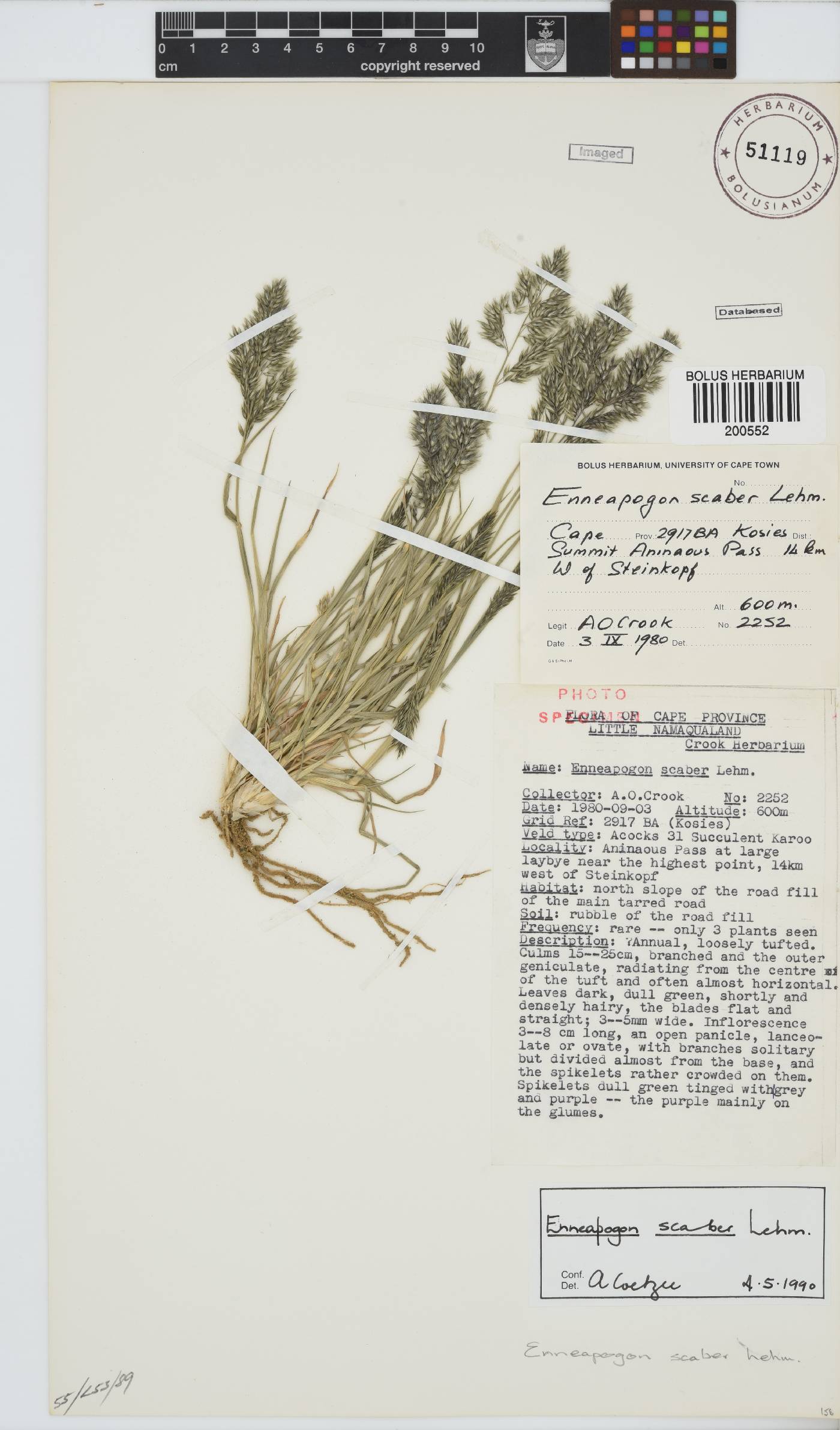 Enneapogon scaber image