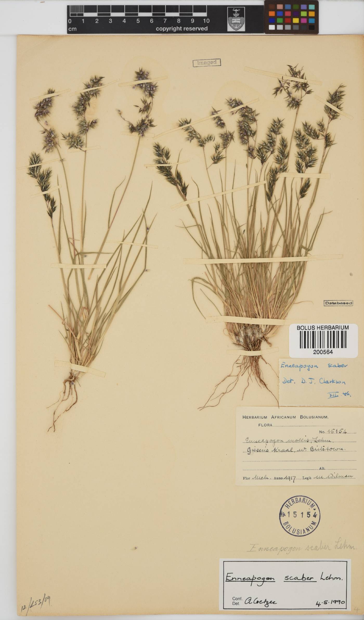 Enneapogon scaber image