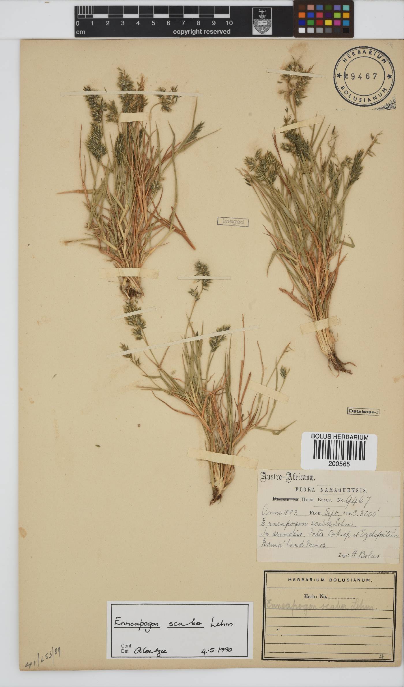 Enneapogon scaber image