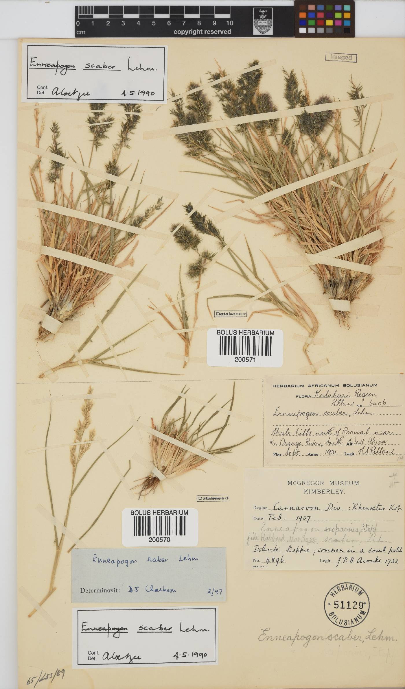 Enneapogon scaber image