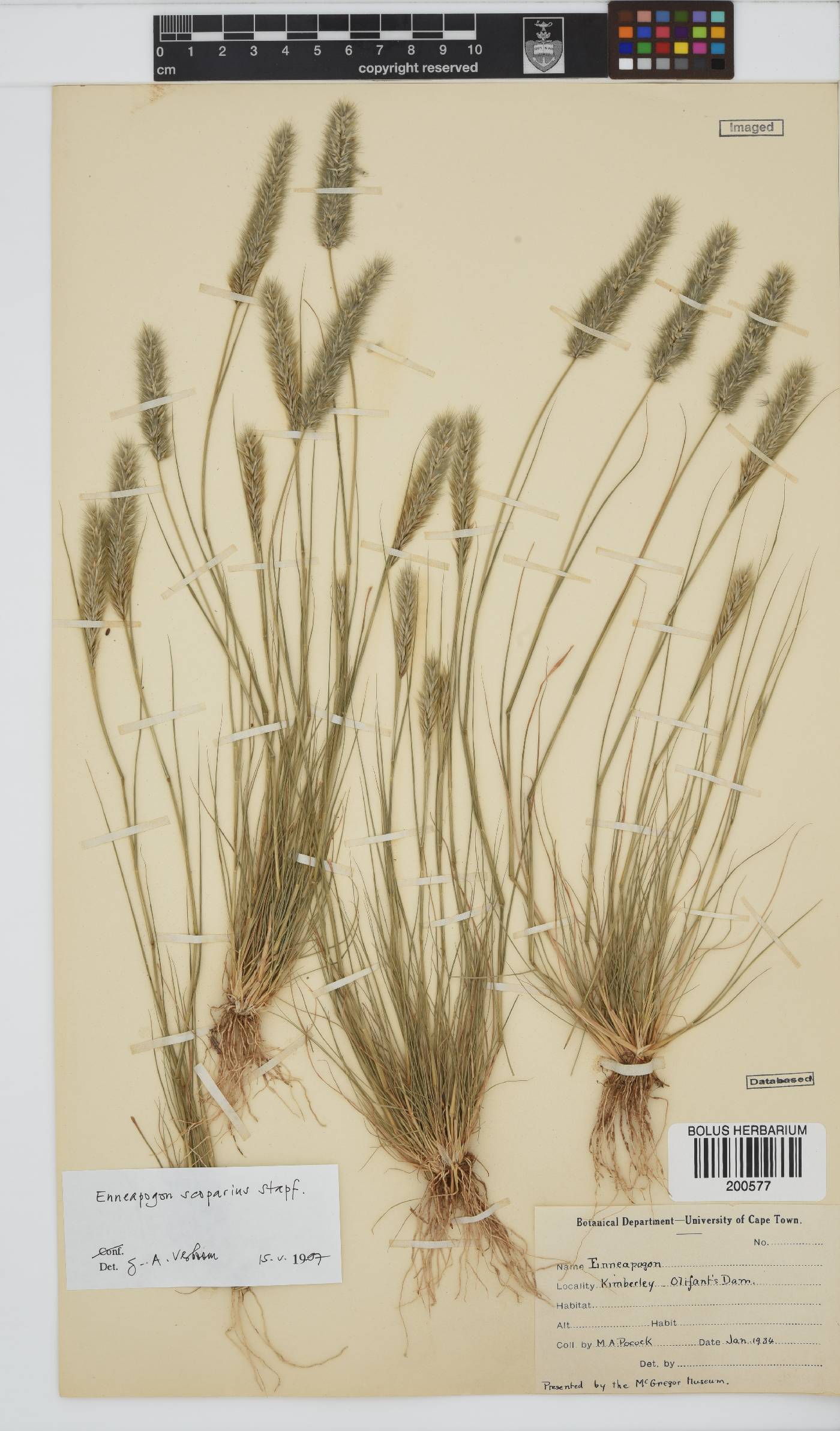 Enneapogon scoparius image