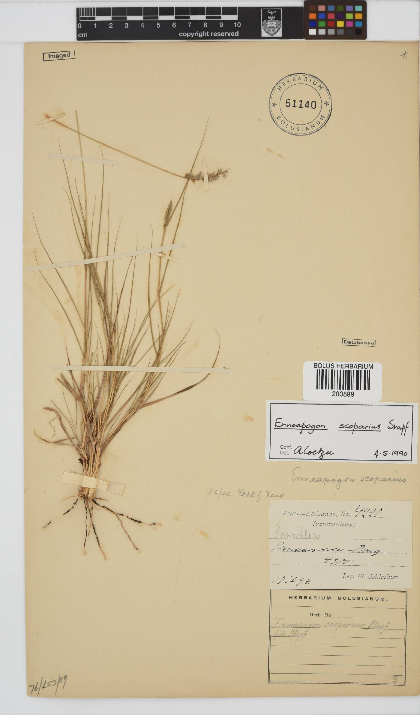 Enneapogon scoparius image