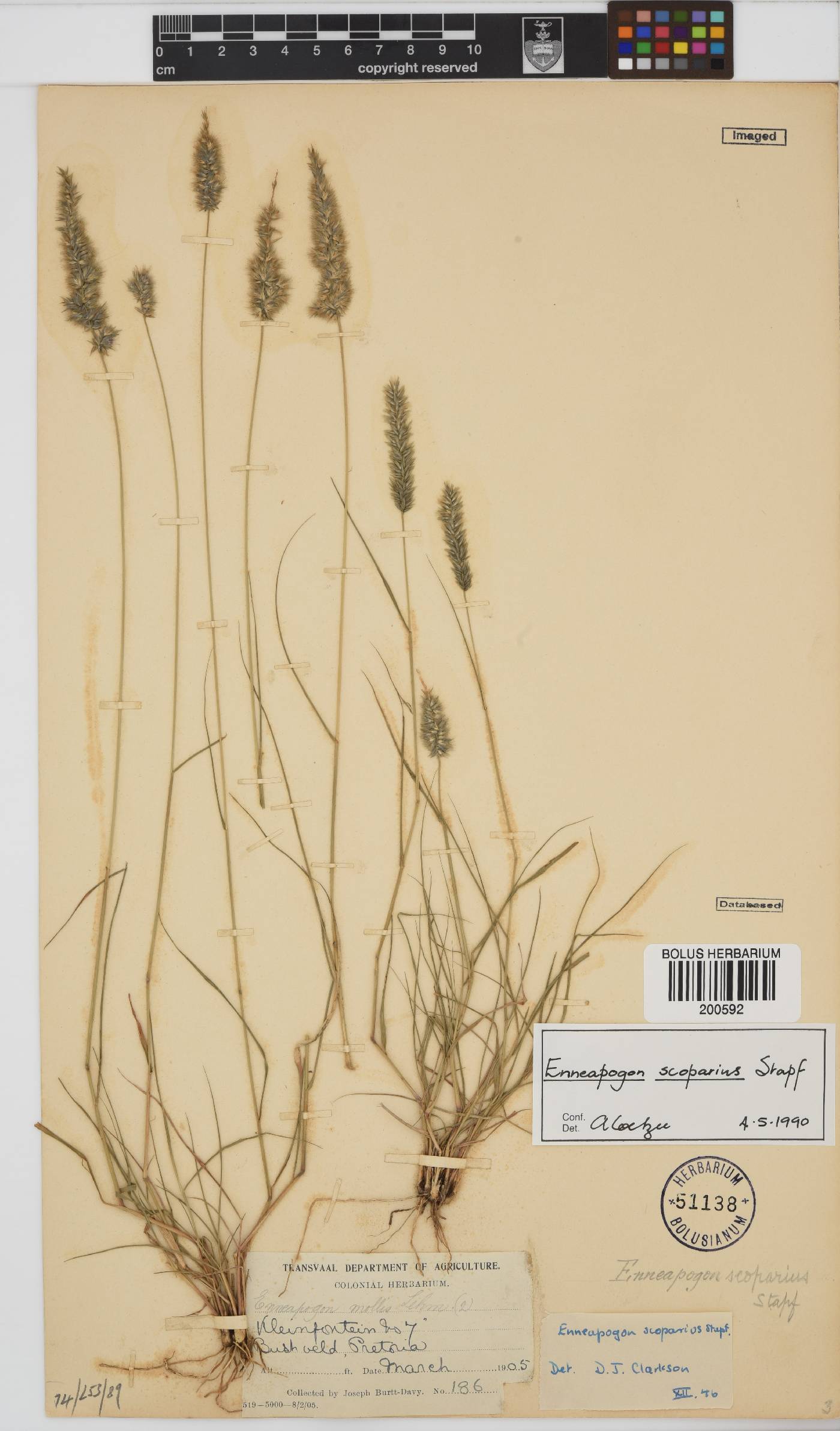 Enneapogon scoparius image