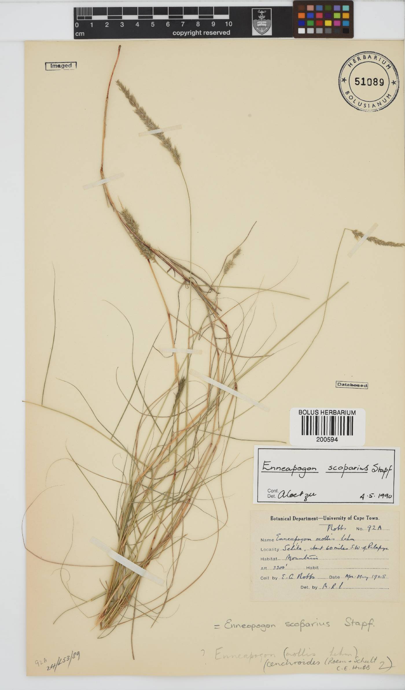 Enneapogon scoparius image