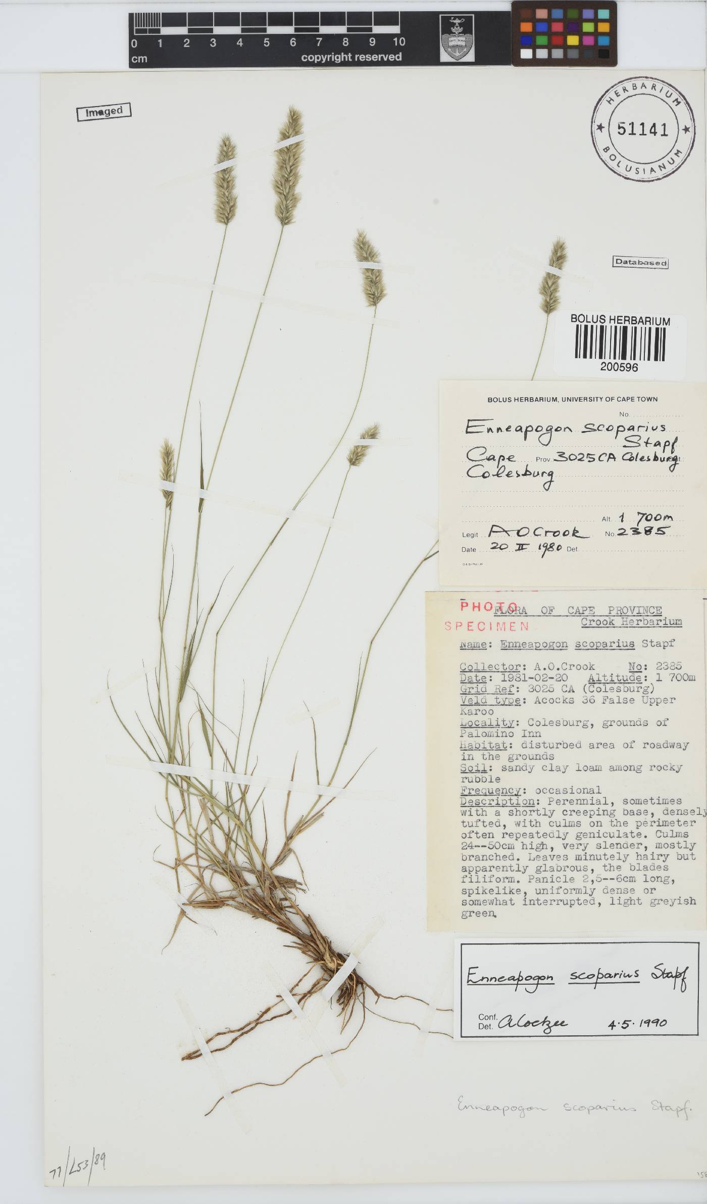 Enneapogon scoparius image