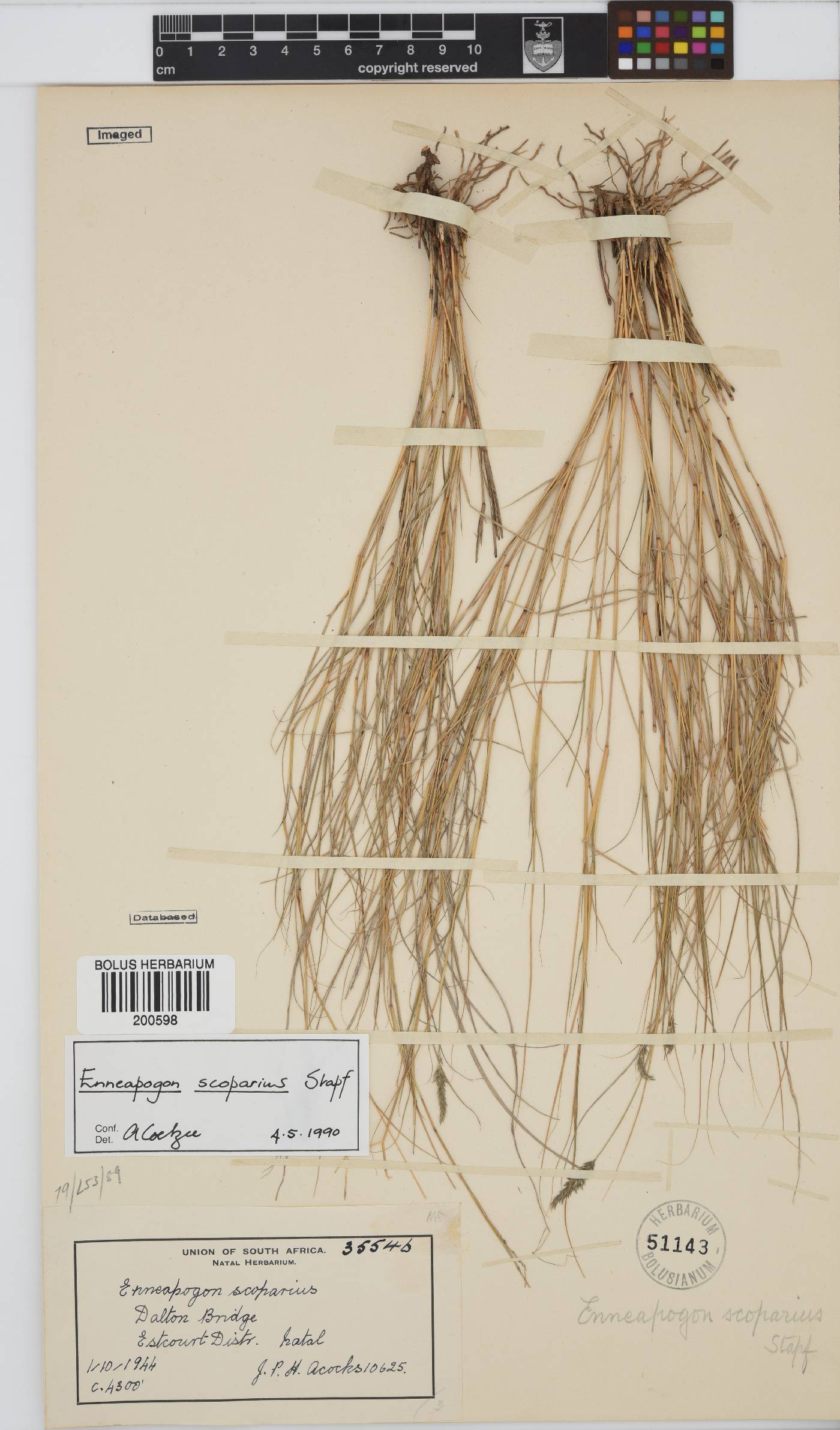 Enneapogon scoparius image