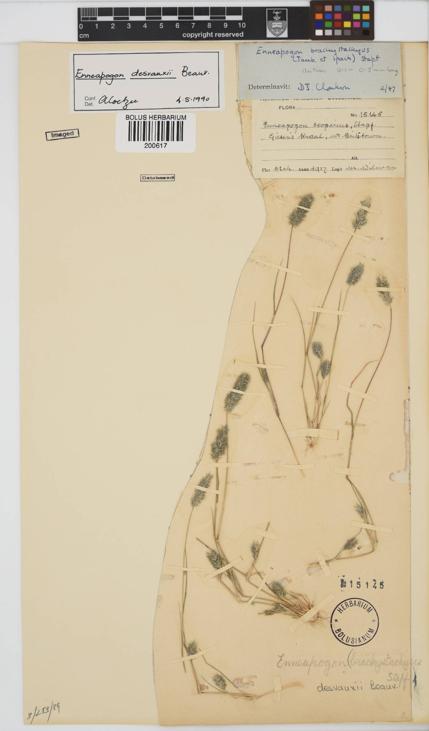 Enneapogon desvauxii image