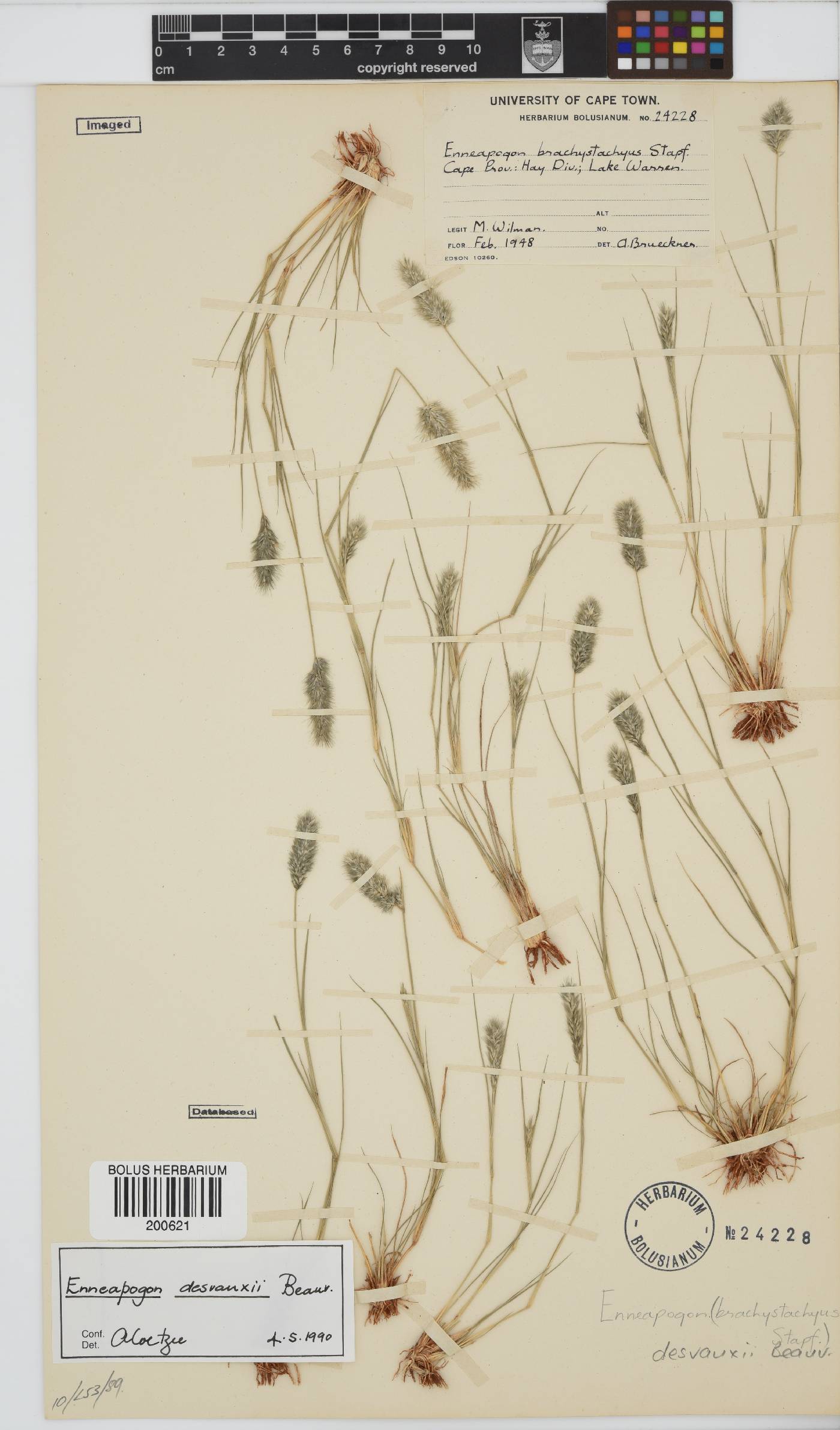 Enneapogon desvauxii image