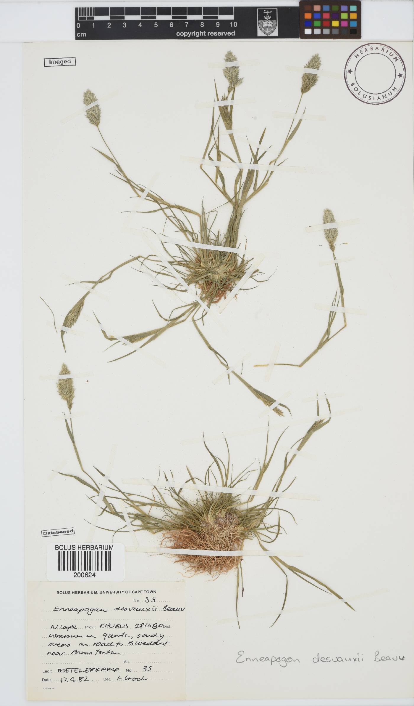 Enneapogon desvauxii image