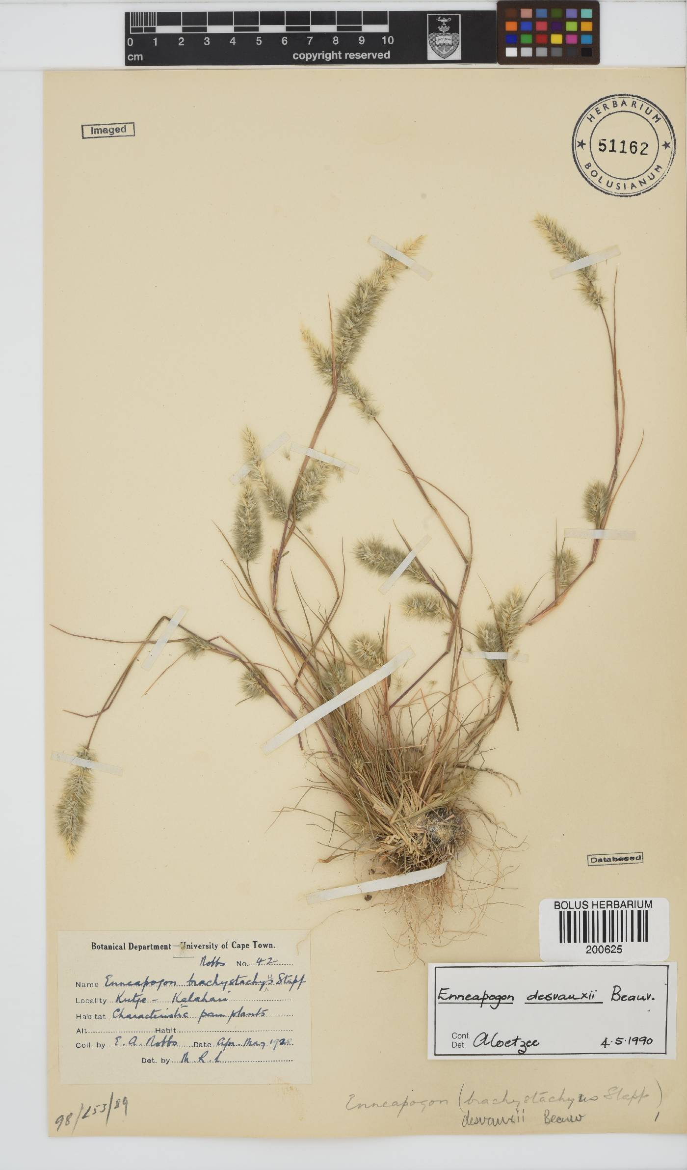 Enneapogon desvauxii image