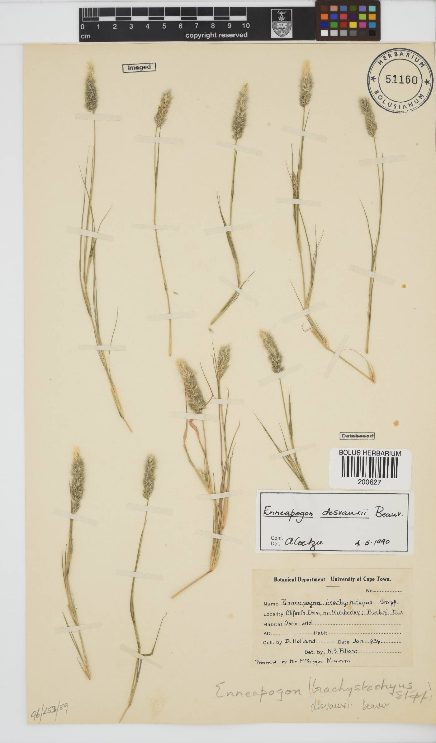 Enneapogon desvauxii image