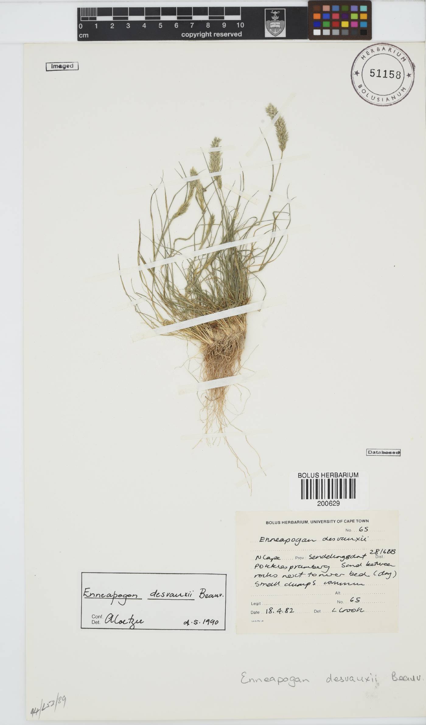 Enneapogon desvauxii image