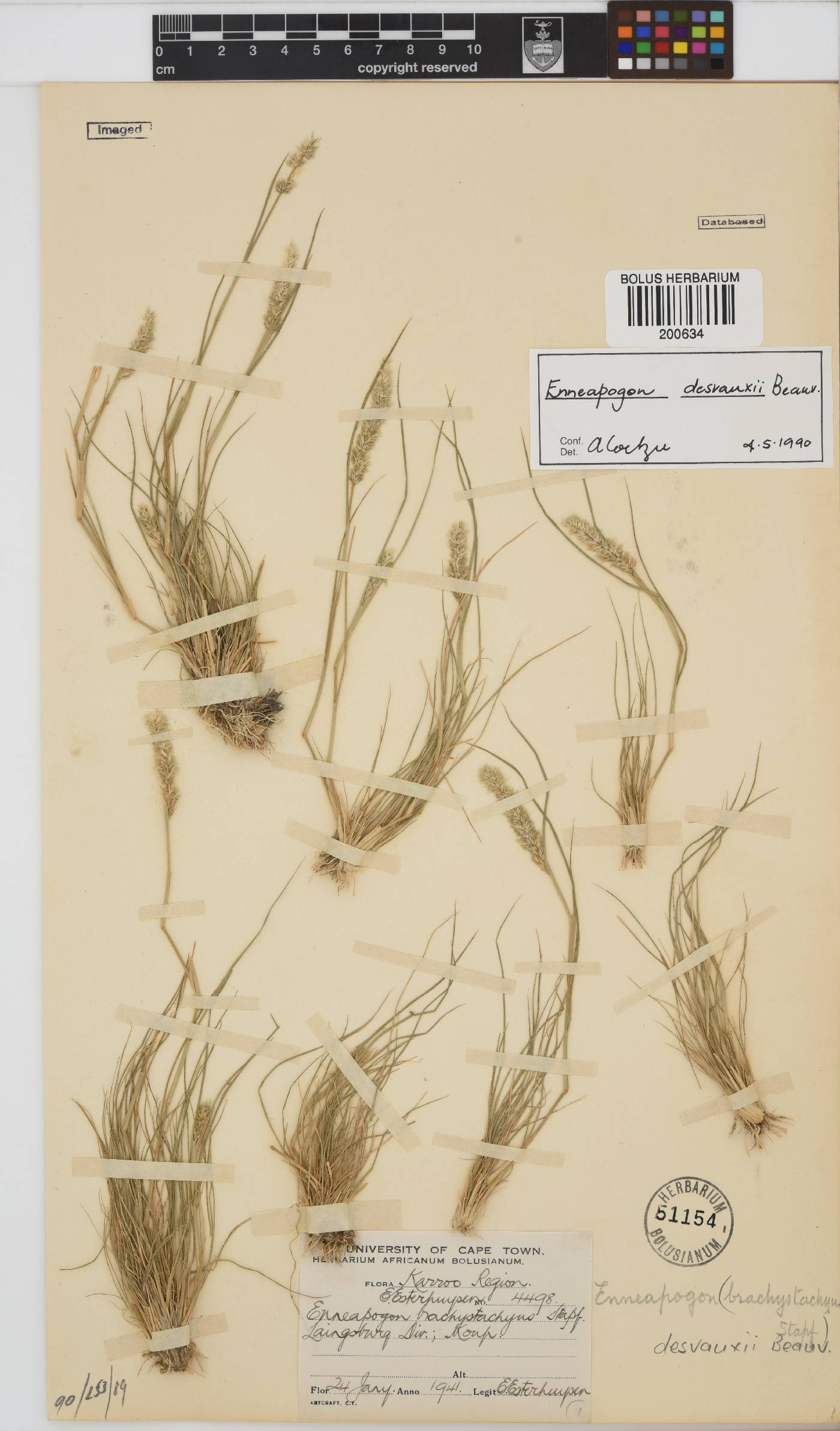 Enneapogon desvauxii image