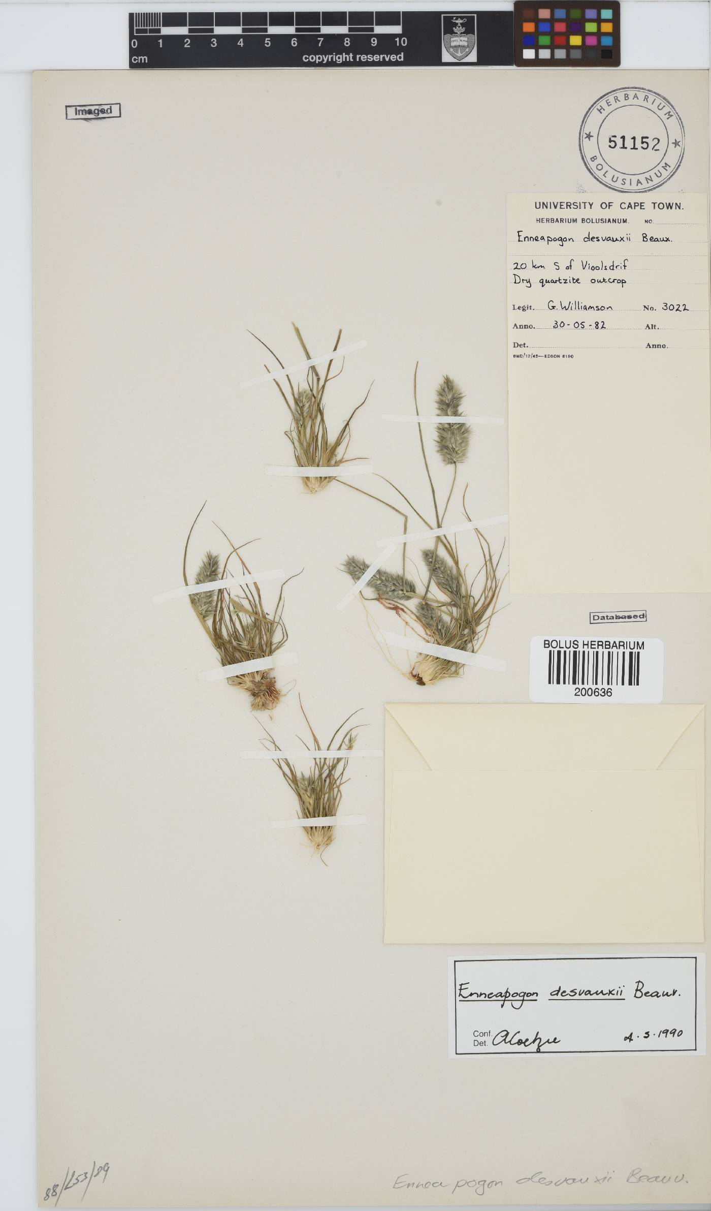 Enneapogon desvauxii image