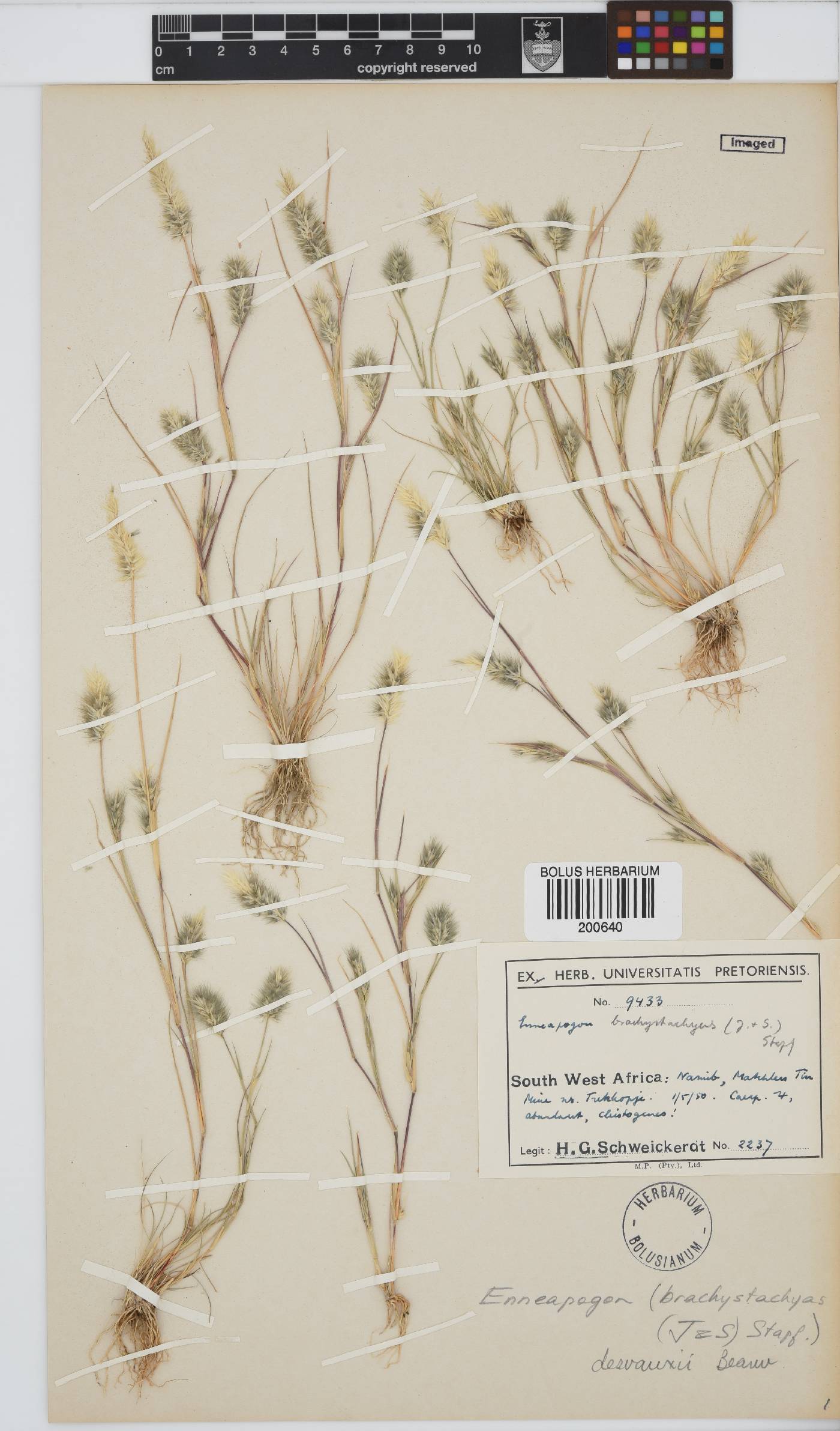 Enneapogon desvauxii image