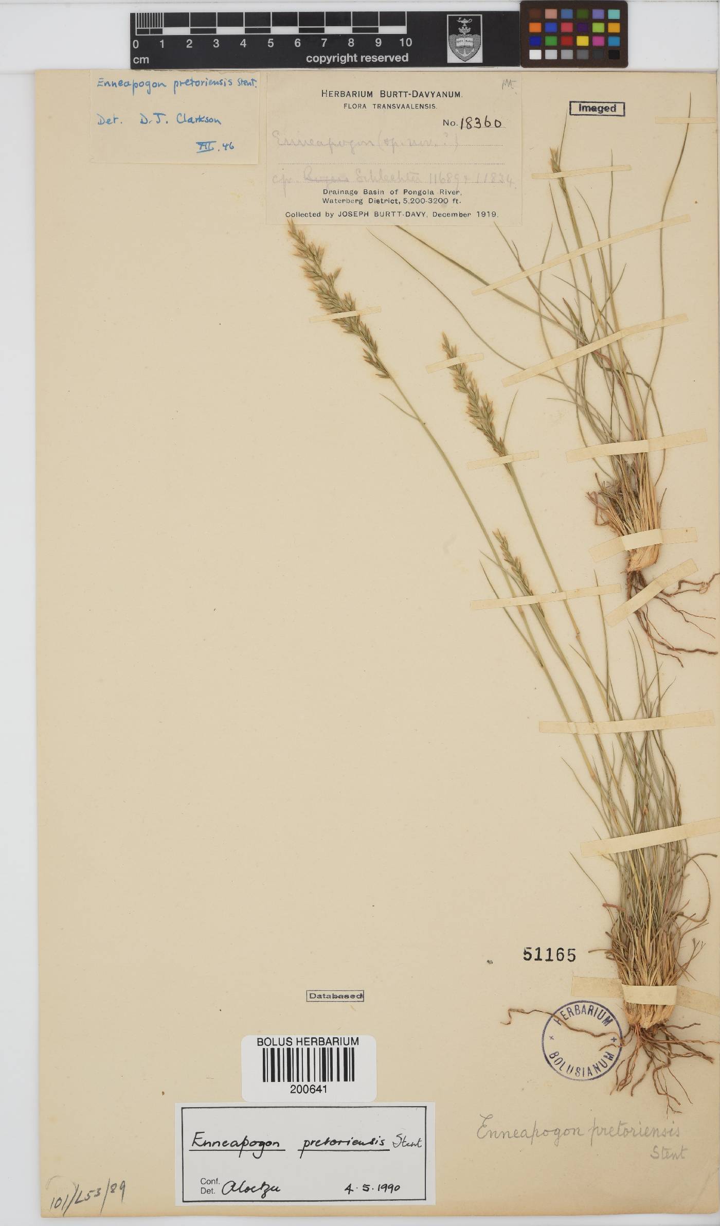Enneapogon pretoriensis image