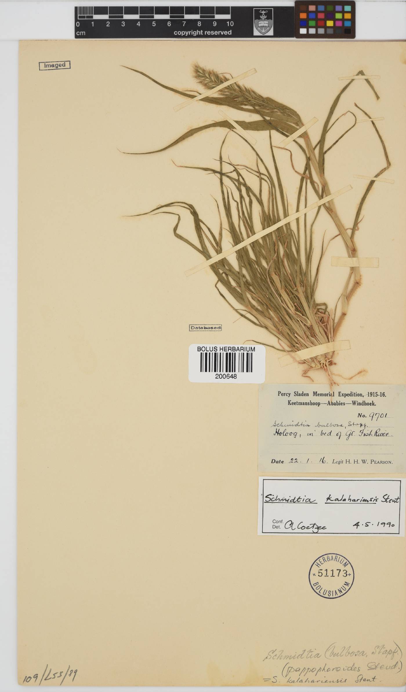 Schmidtia kalahariensis image