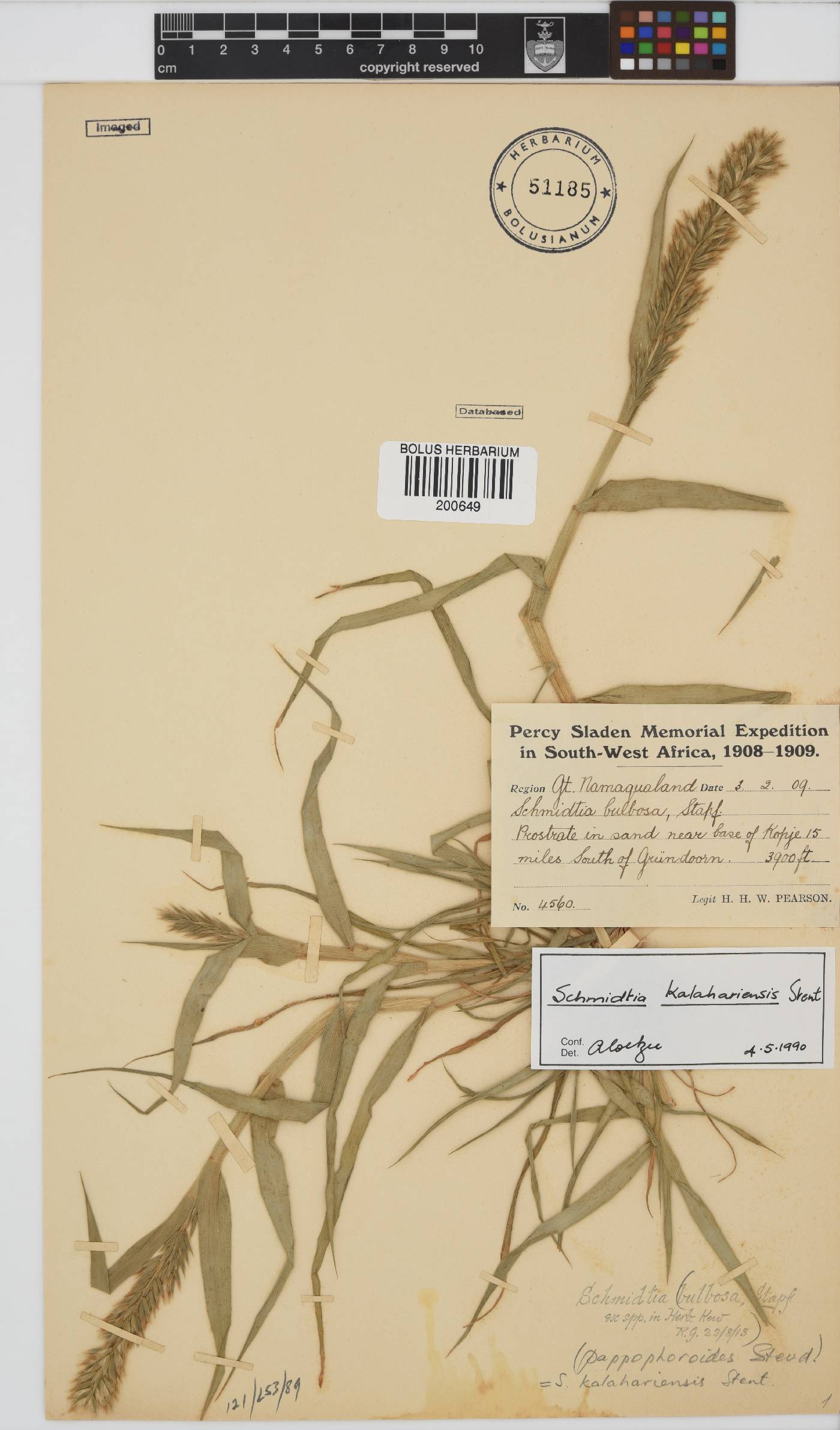 Schmidtia kalahariensis image