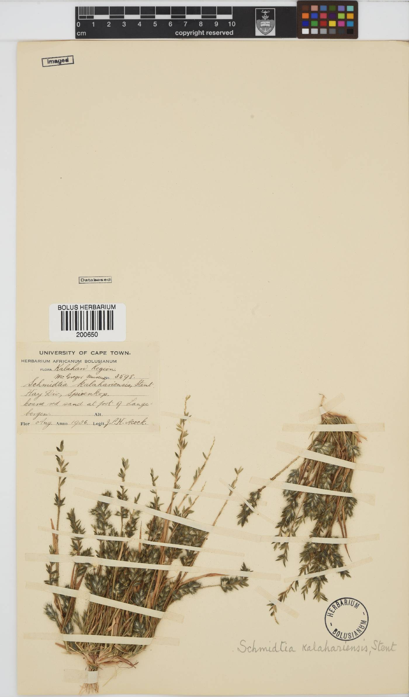 Schmidtia kalahariensis image